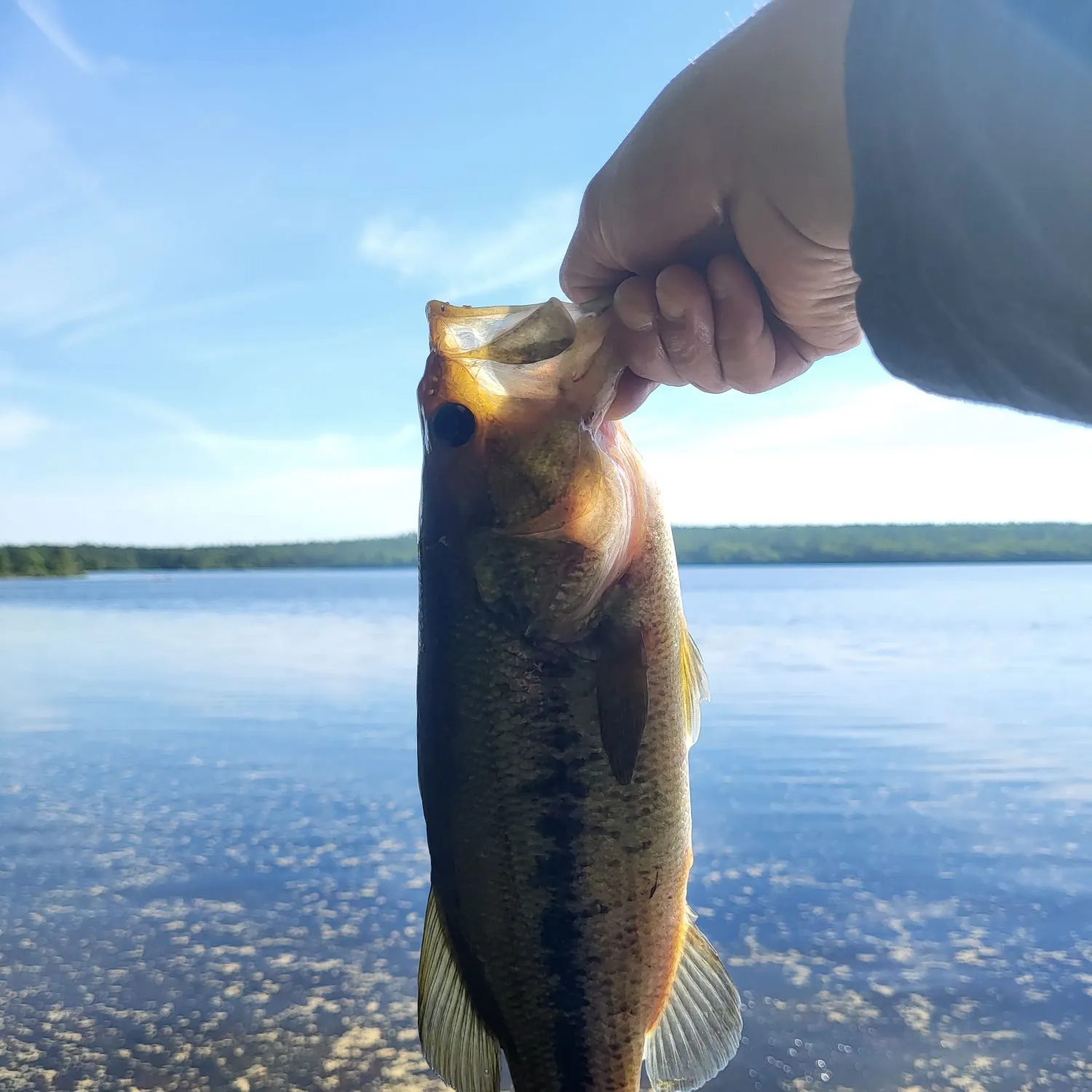Largemouth bass caught on Fishbrain