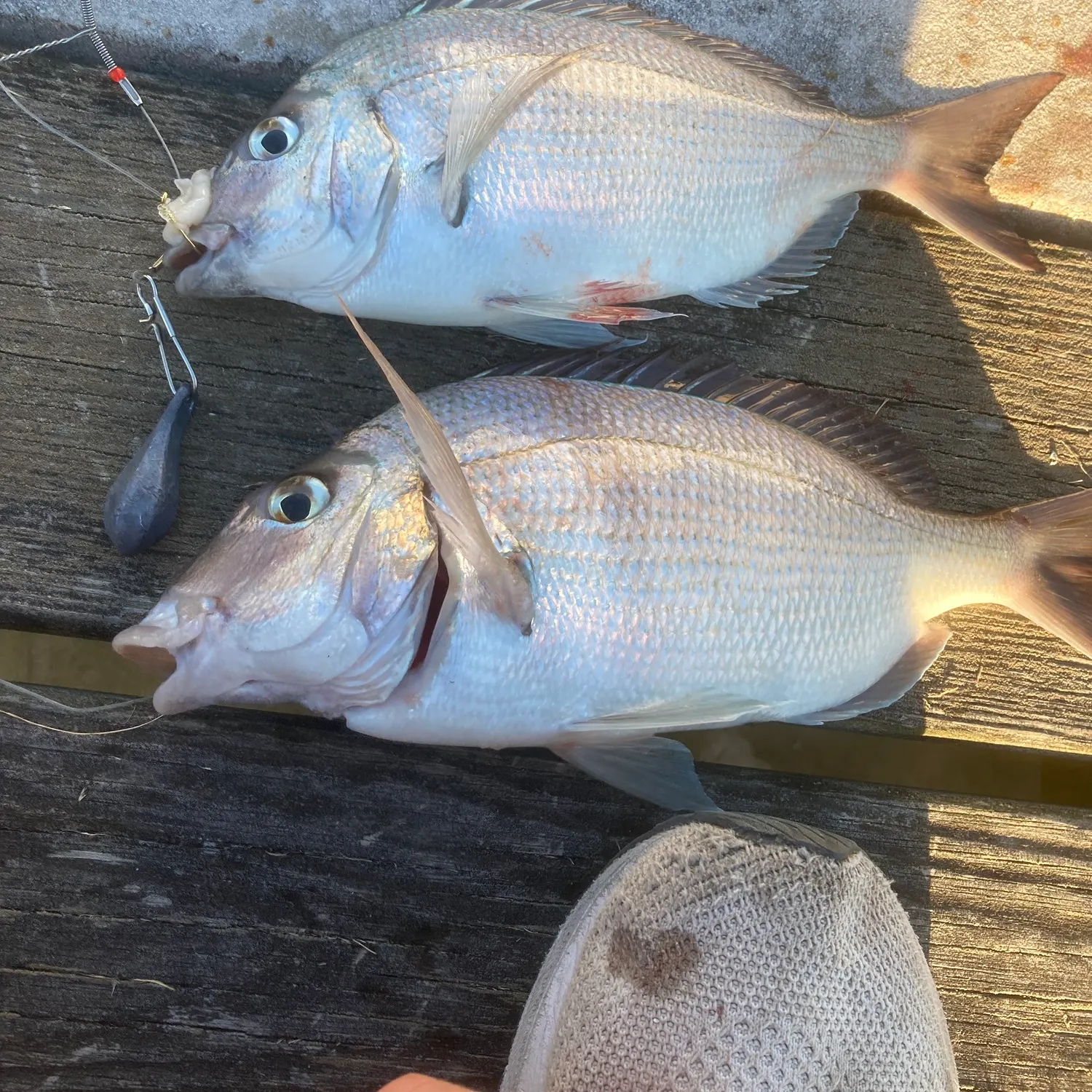 recently logged catches