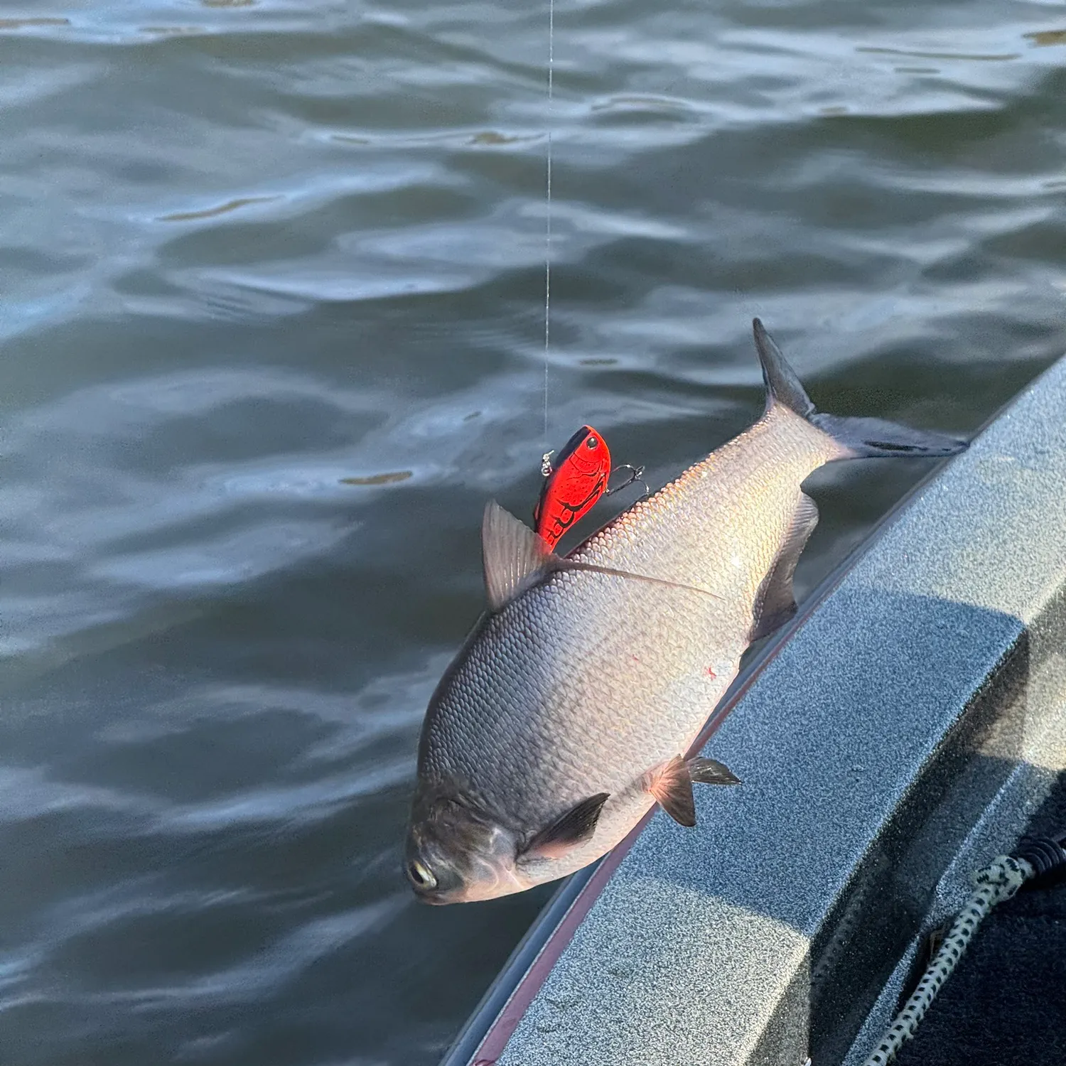 The most recent American gizzard shad catches on Fishbrain