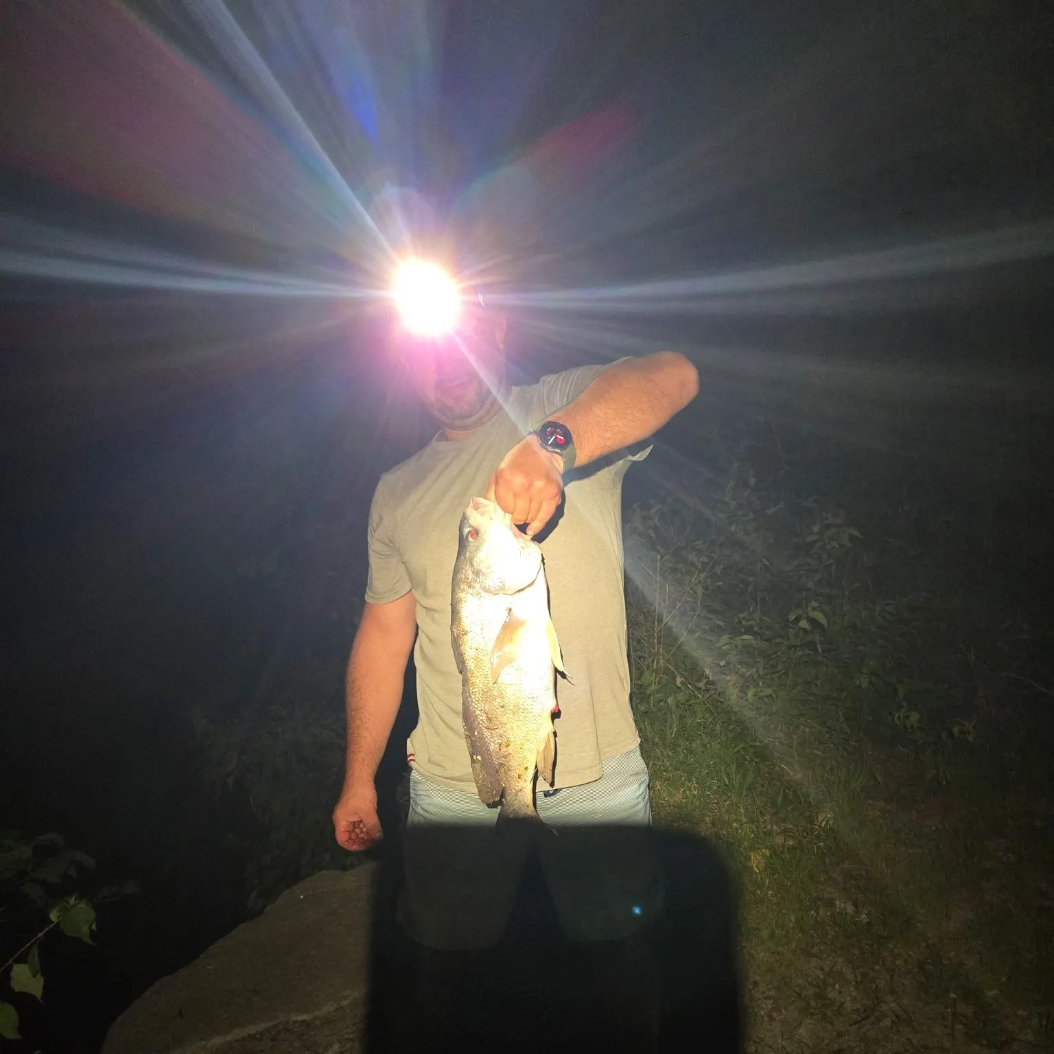 Freshwater drum caught on Fishbrain