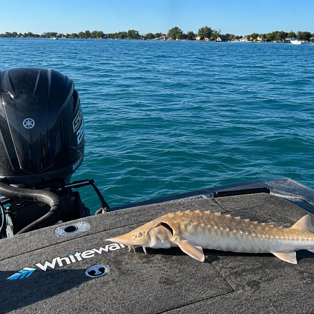 Lake sturgeon caught on Fishbrain