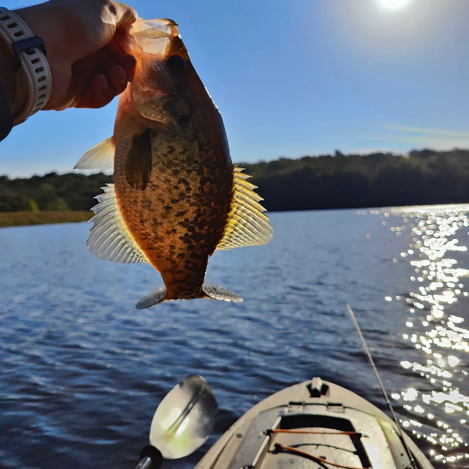 Black crappie caught on Fishbrain