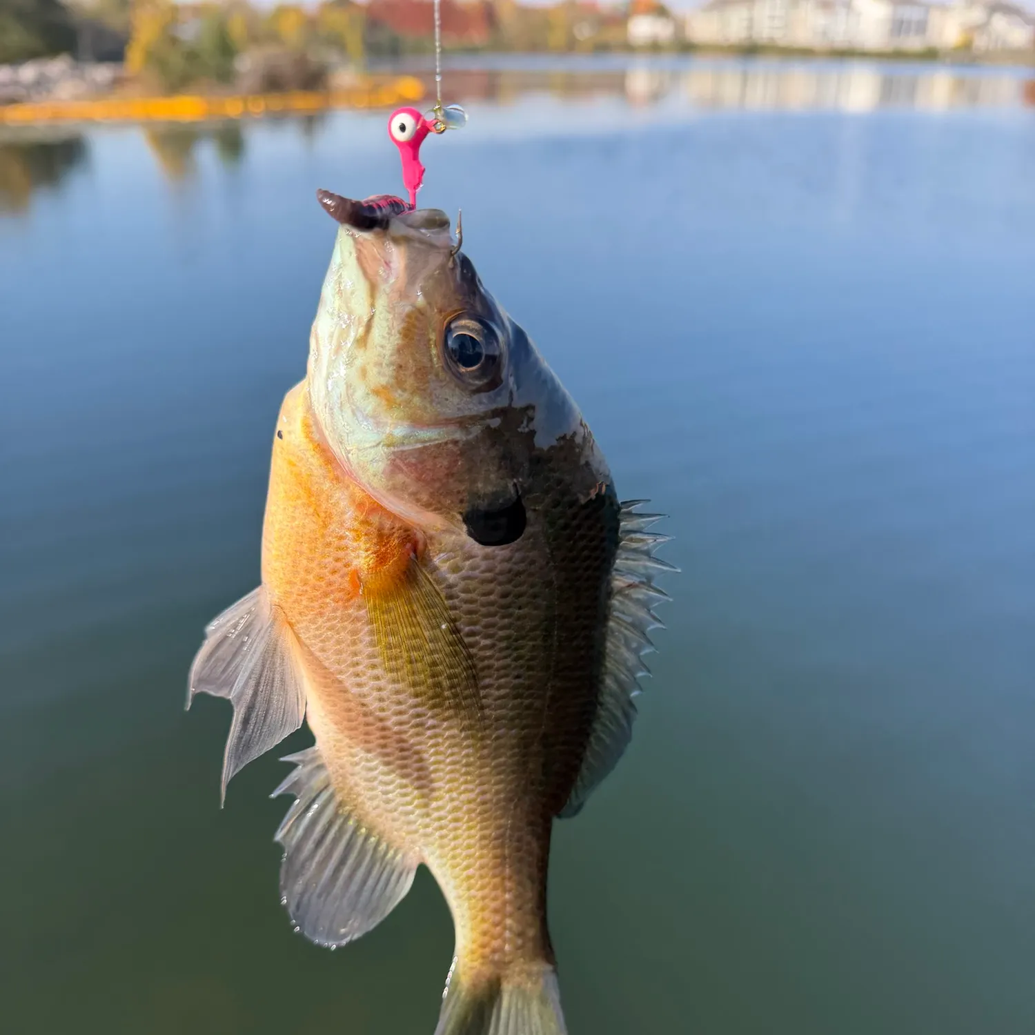 Bluegill caught on Fishbrain