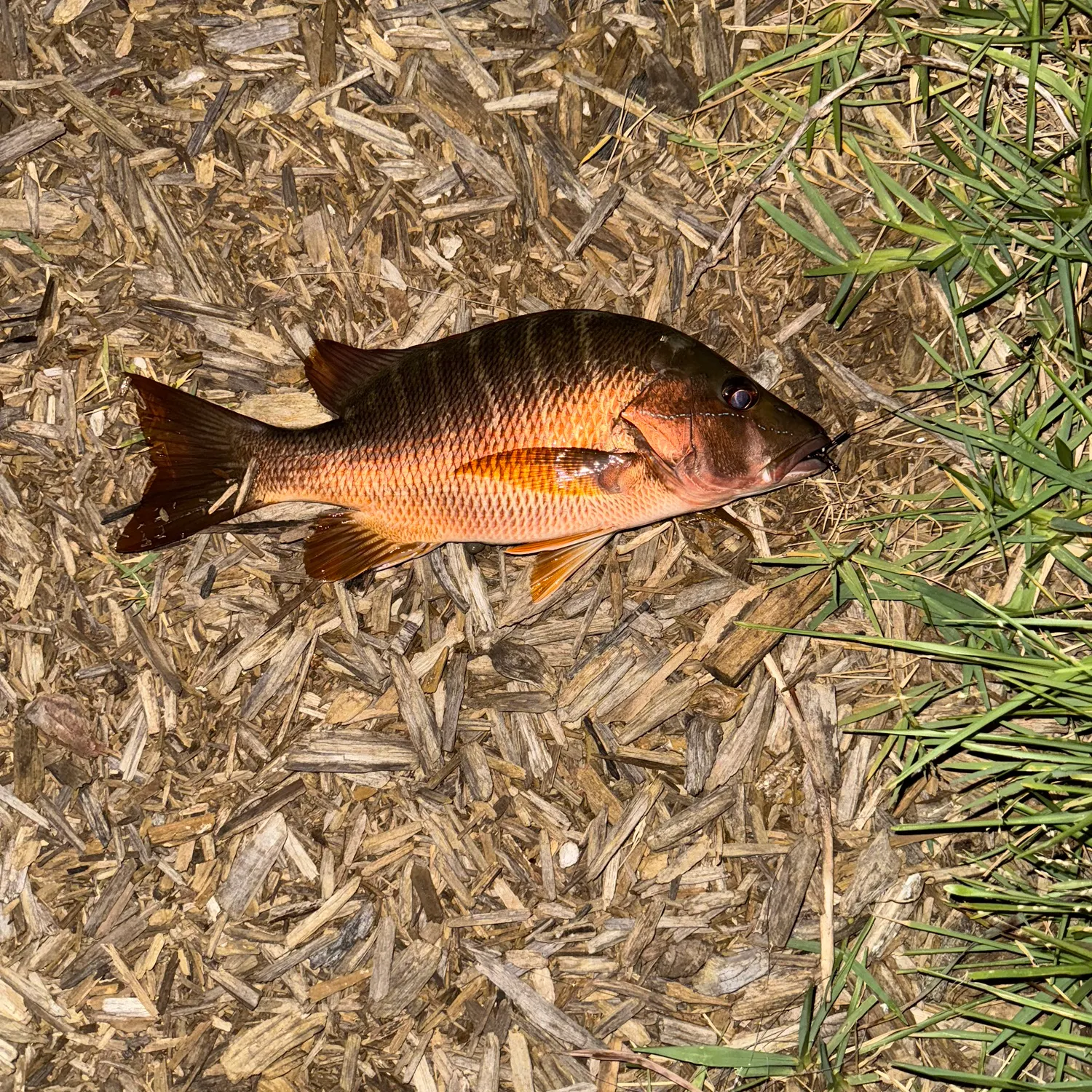 The most recent Dog Snapper catches on Fishbrain