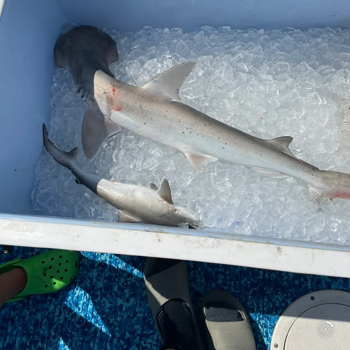 Bonnethead shark caught on Fishbrain