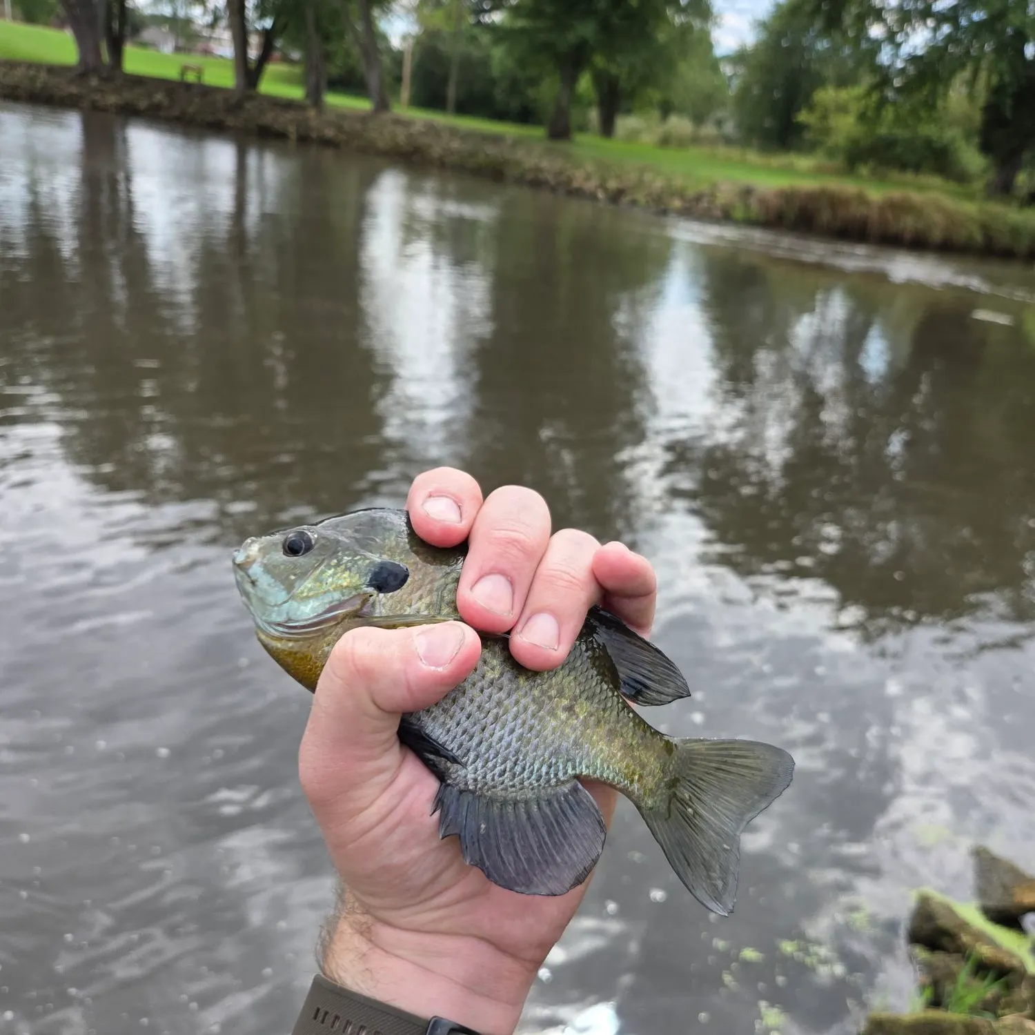 Bluegill caught on Fishbrain