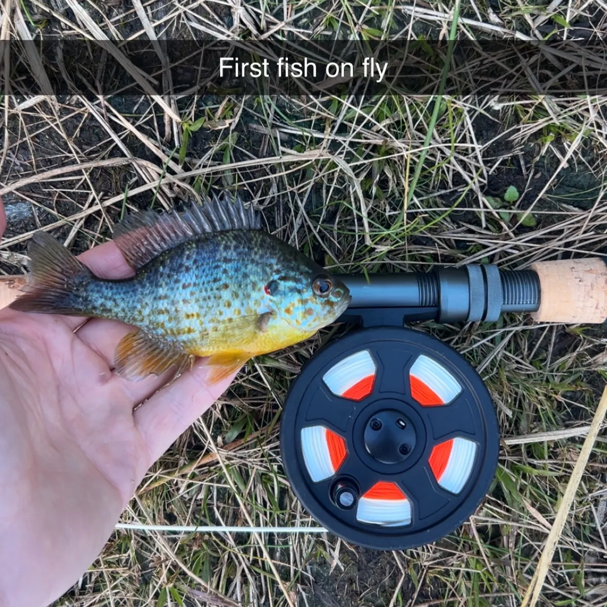 Pumpkinseed caught on Fishbrain