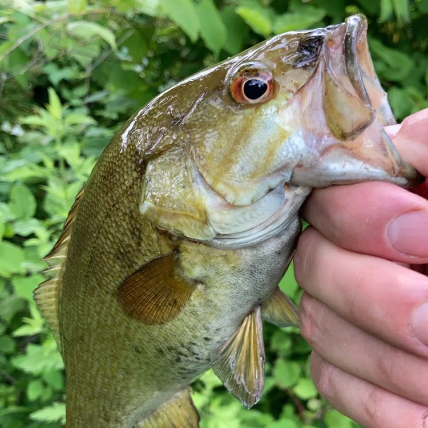 angler catch