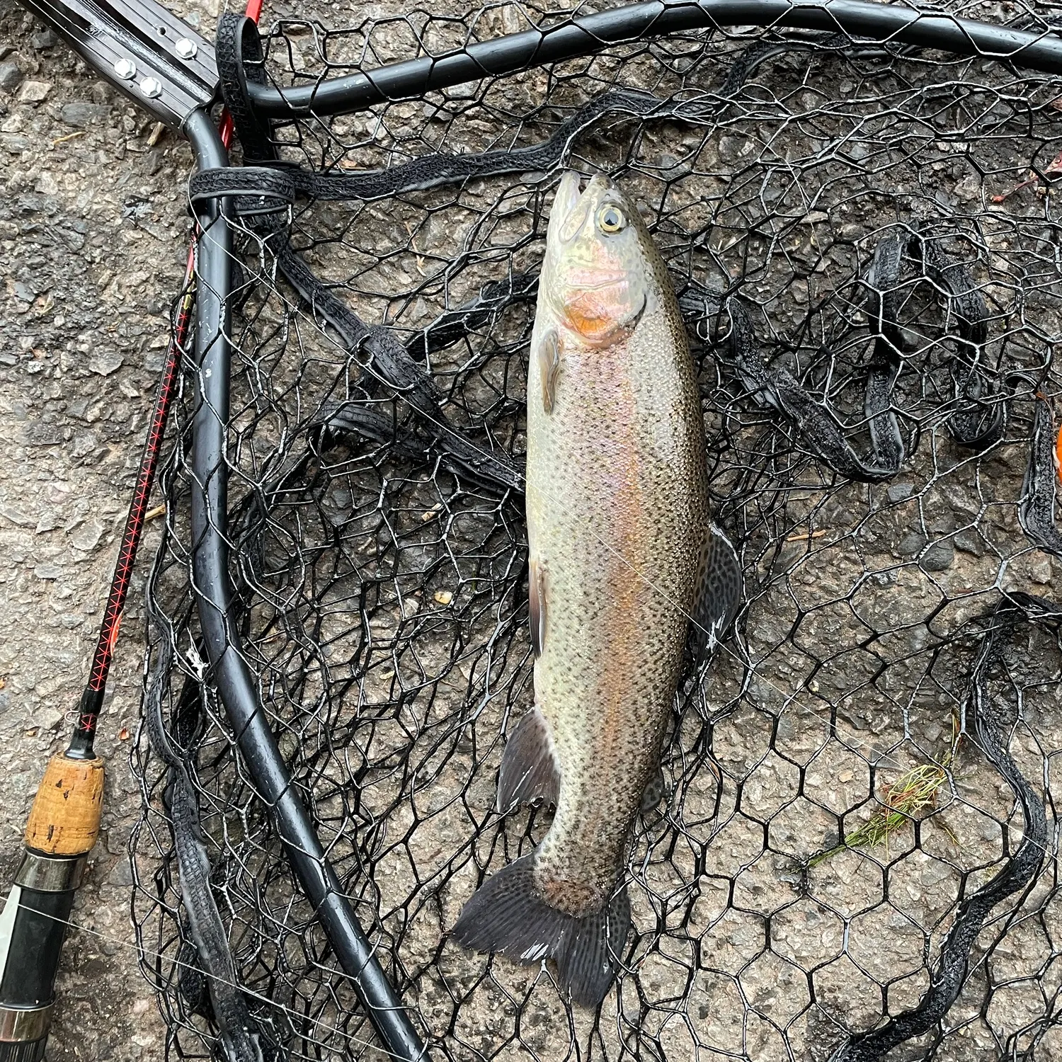 Rainbow trout caught on Fishbrain
