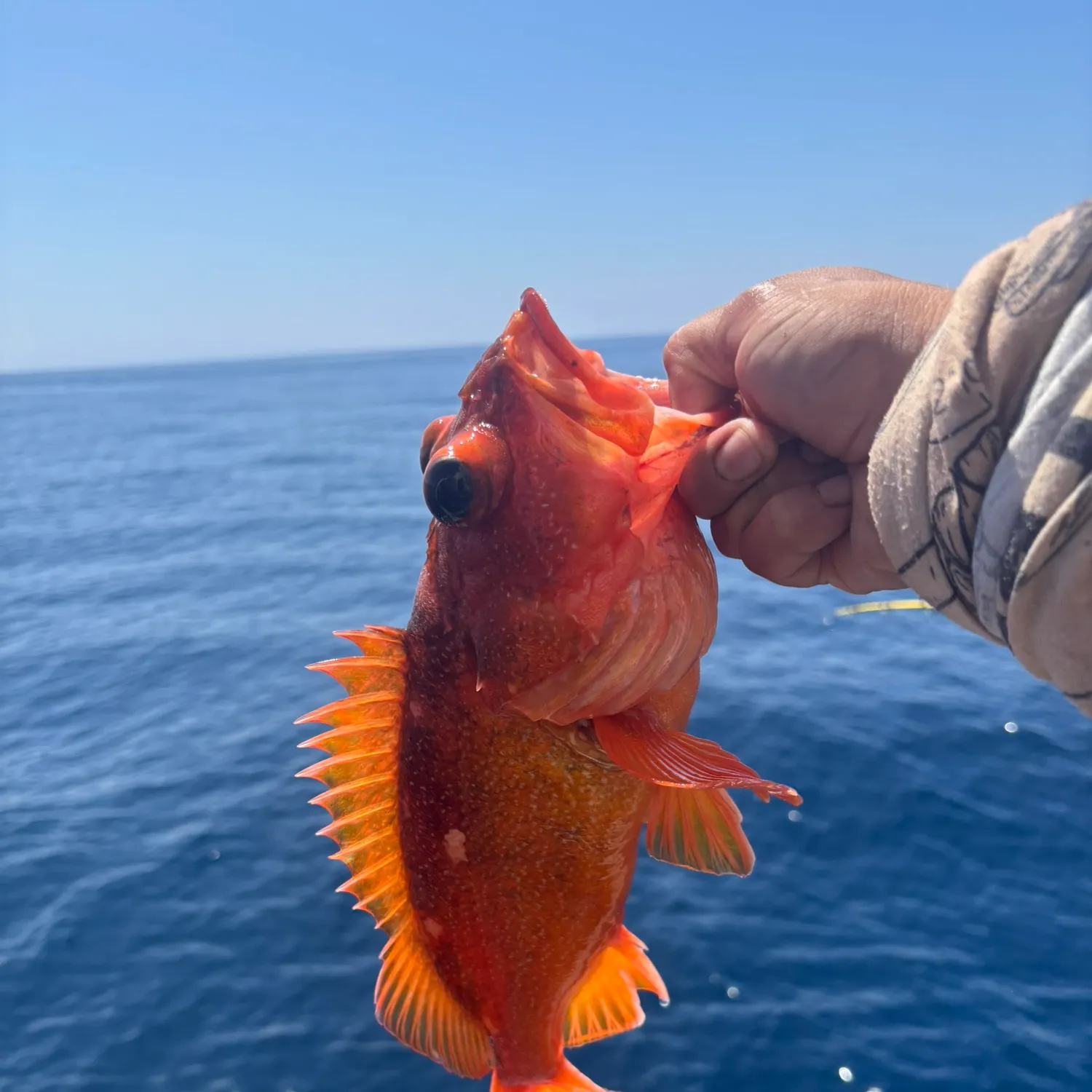 Vermilion rockfish caught on Fishbrain