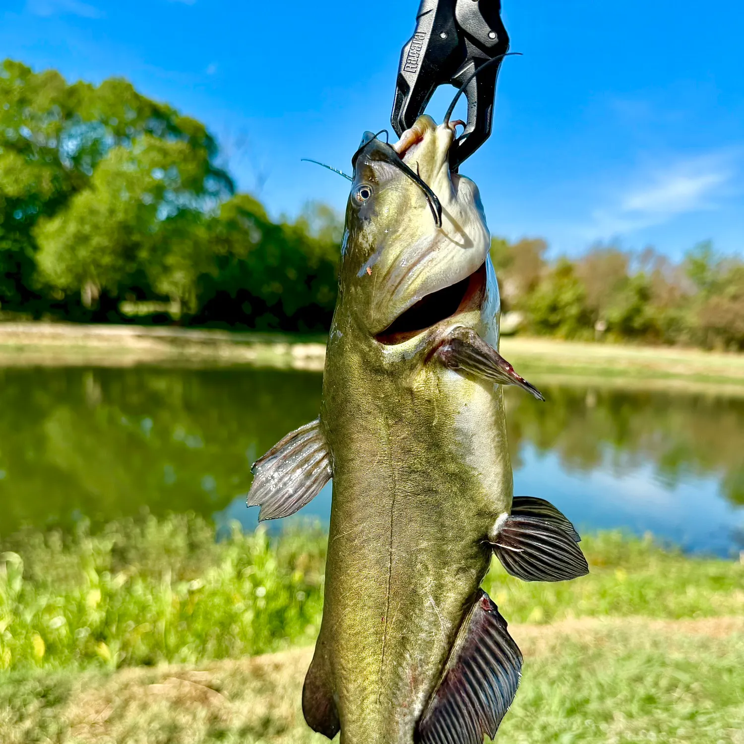 Channel catfish caught on Fishbrain