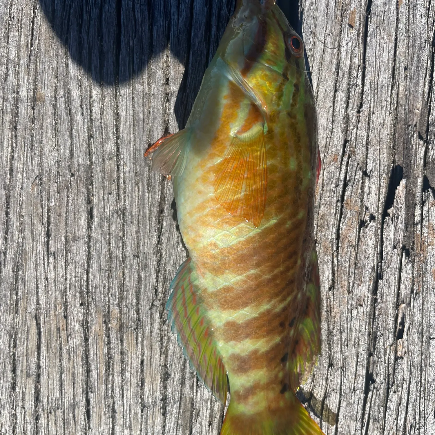 The most recent Gunther's wrasse catches on Fishbrain