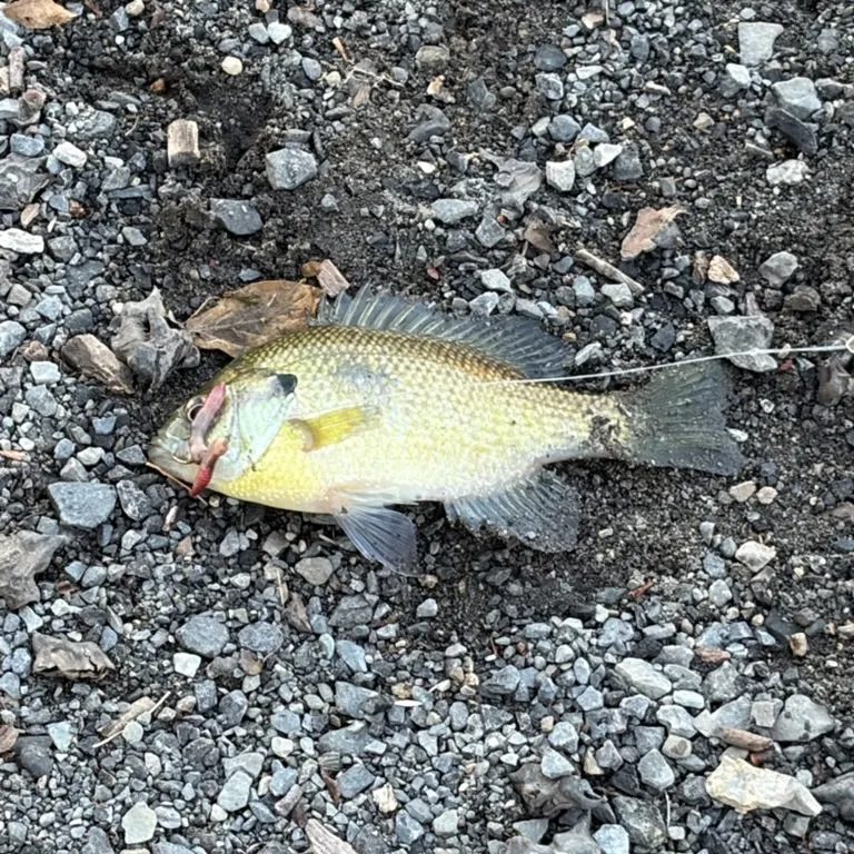 Bluegill caught on Fishbrain