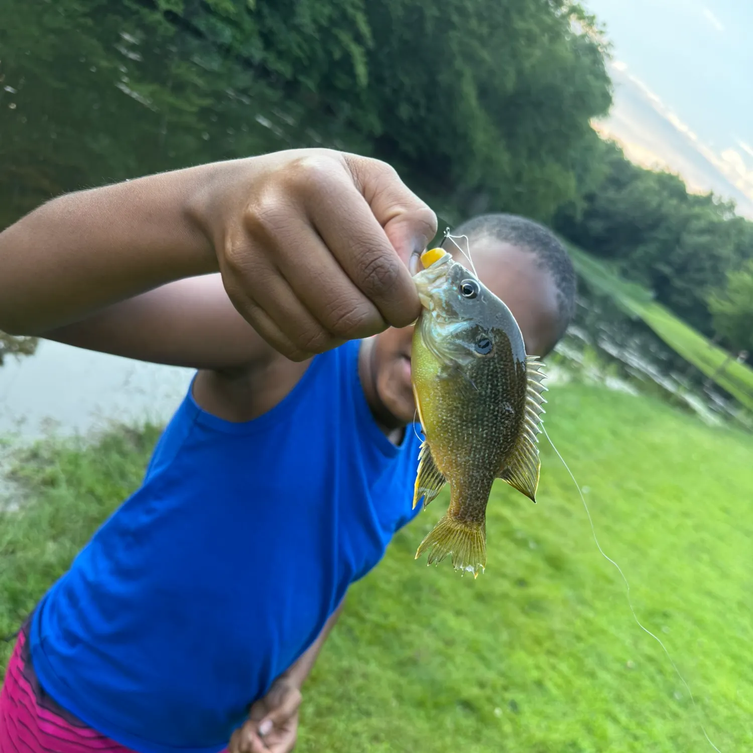 Green sunfish caught on Fishbrain