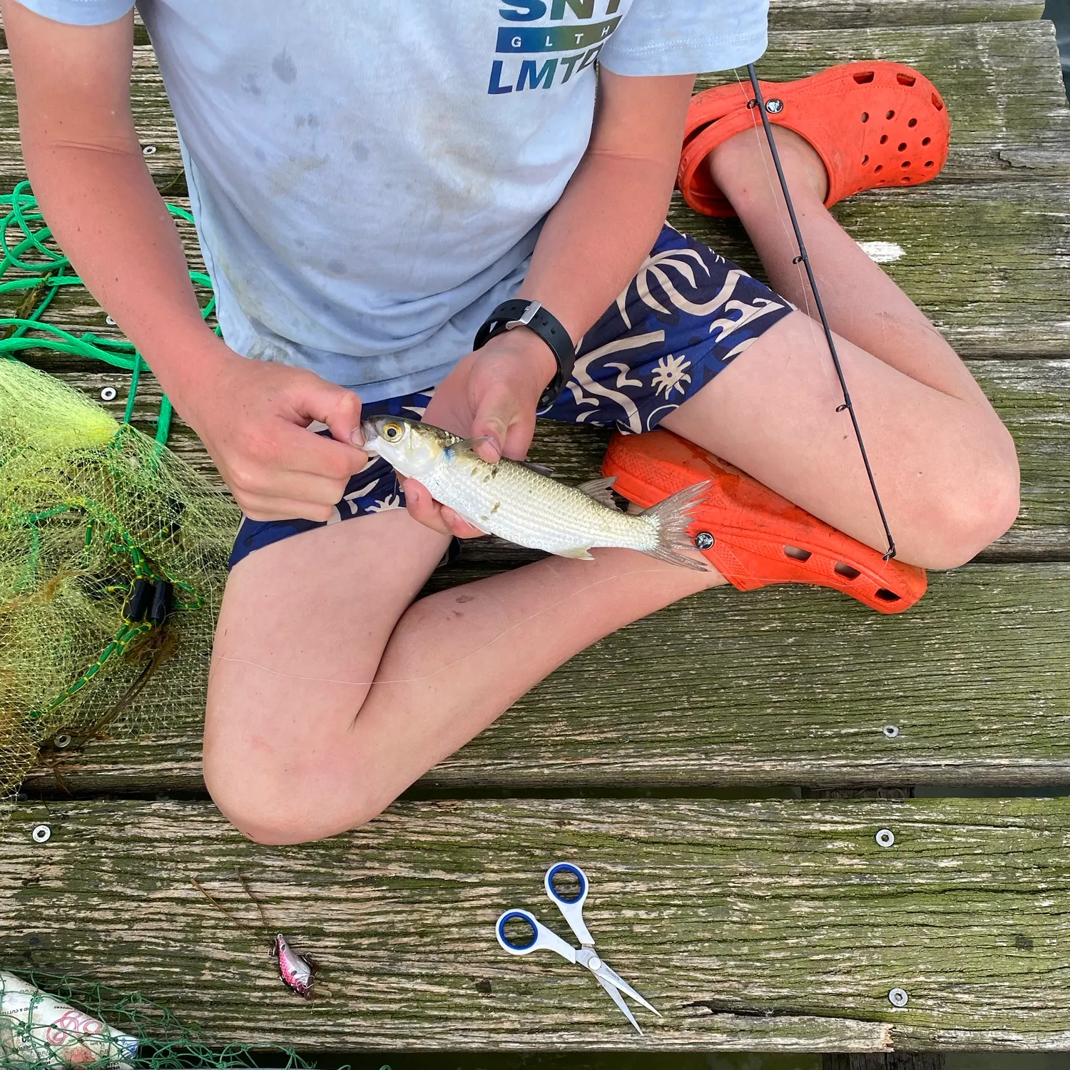 Yellow-eye mullet caught on Fishbrain