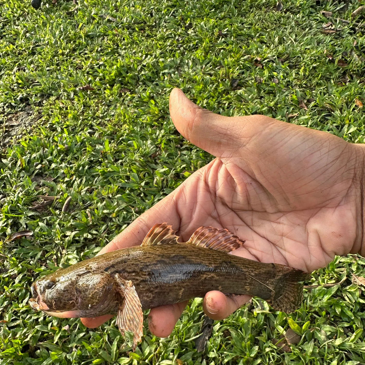 The most recent Marbled goby catches on Fishbrain