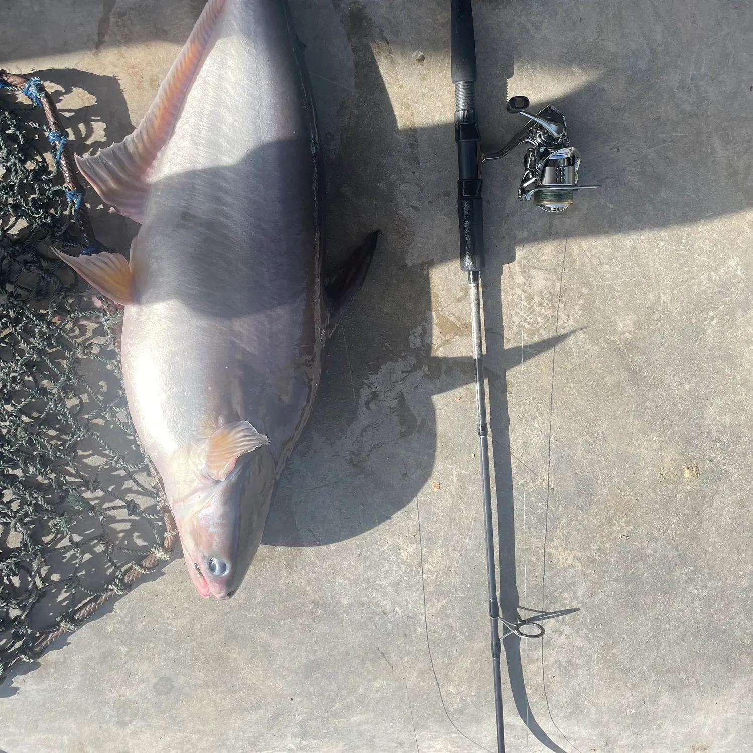 The most popular recent Yellowtail catfish catch on Fishbrain