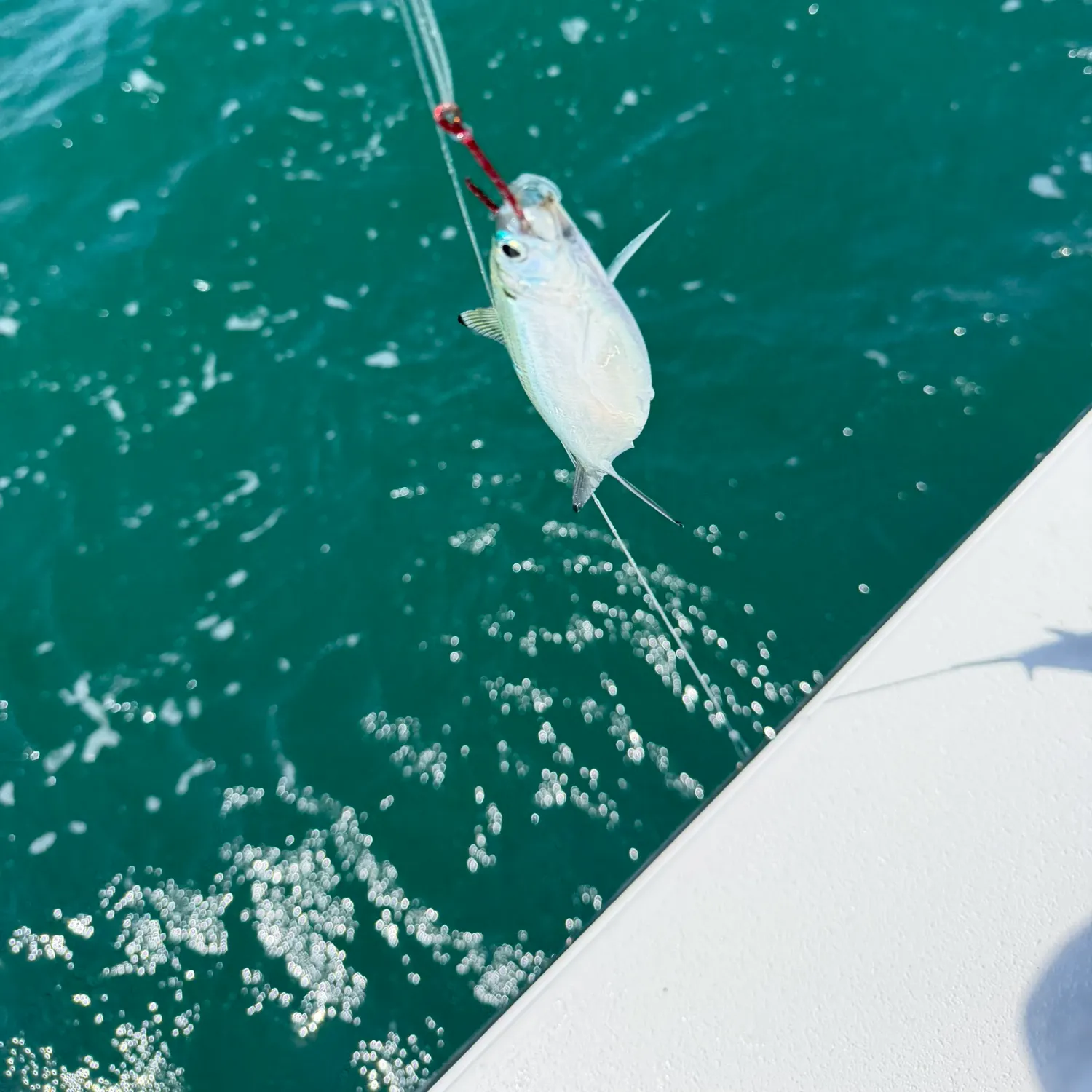 The most recent Bigeye scad catches on Fishbrain