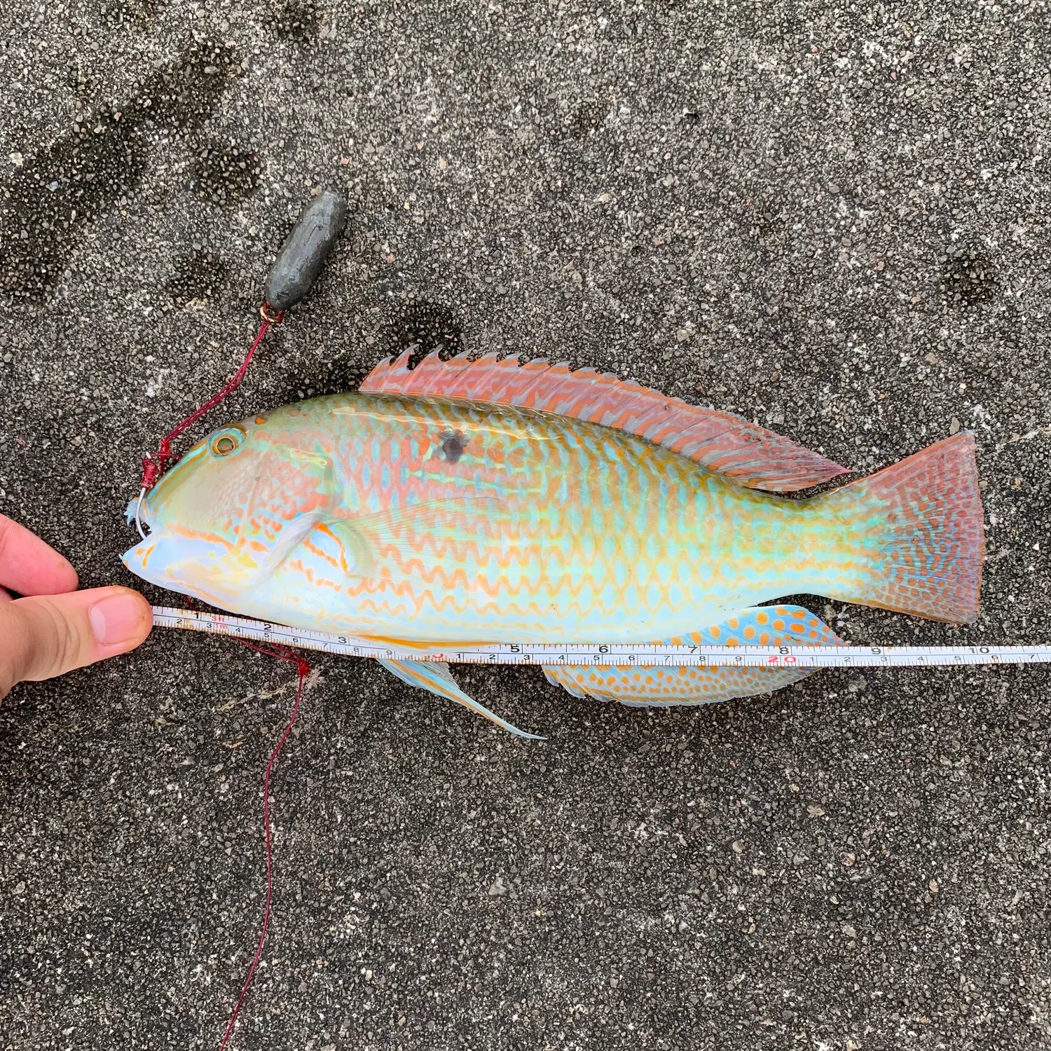 recently logged catches