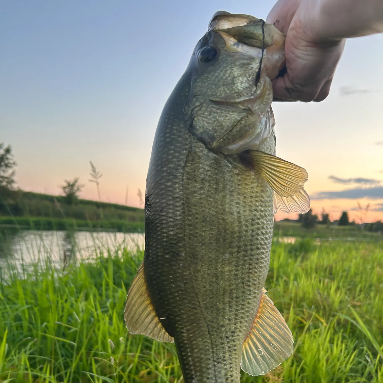 Largemouth bass caught on Fishbrain