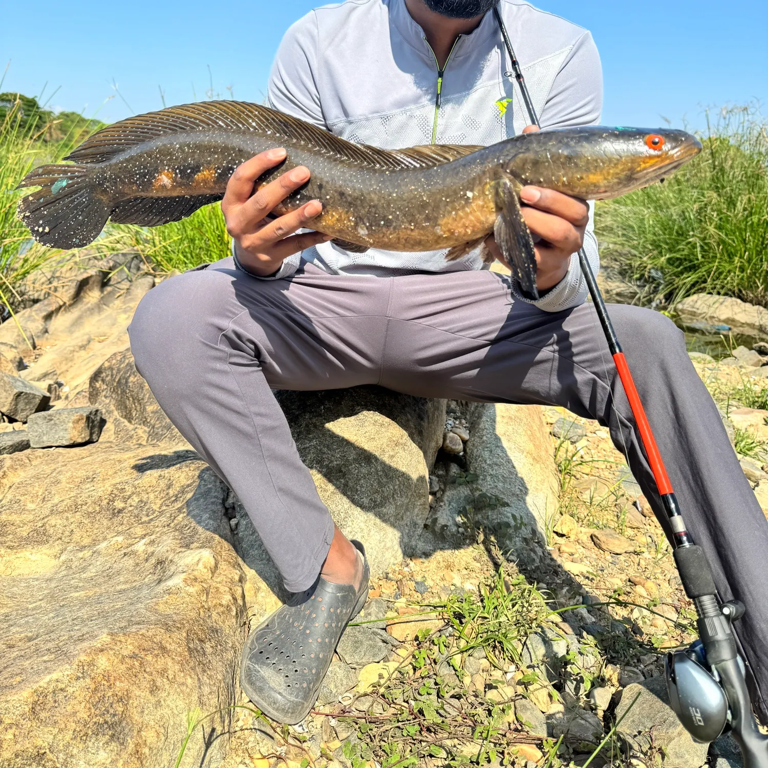 The most recent Bullseye snakehead catches on Fishbrain
