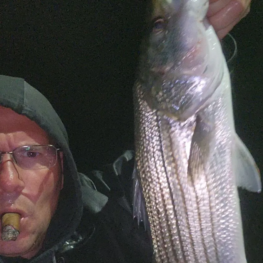 Striped bass caught on Fishbrain