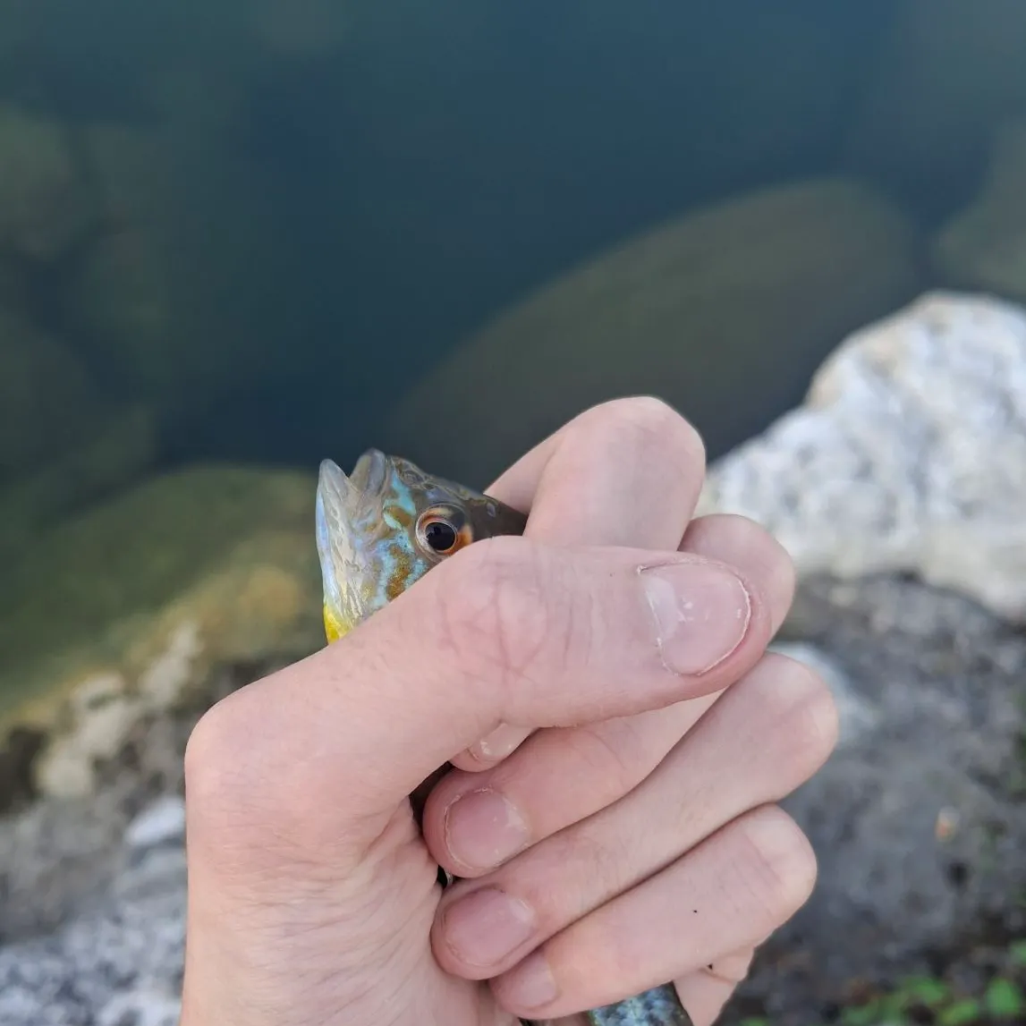 Pumpkinseed caught on Fishbrain