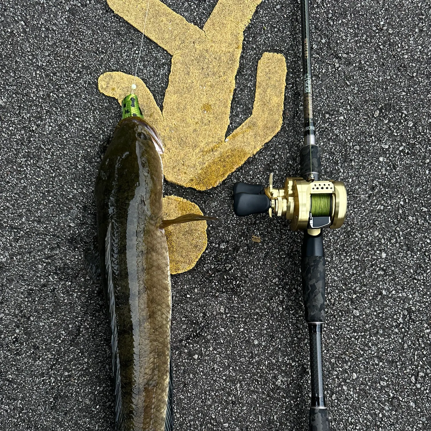 The most recent Striped snakehead catches on Fishbrain