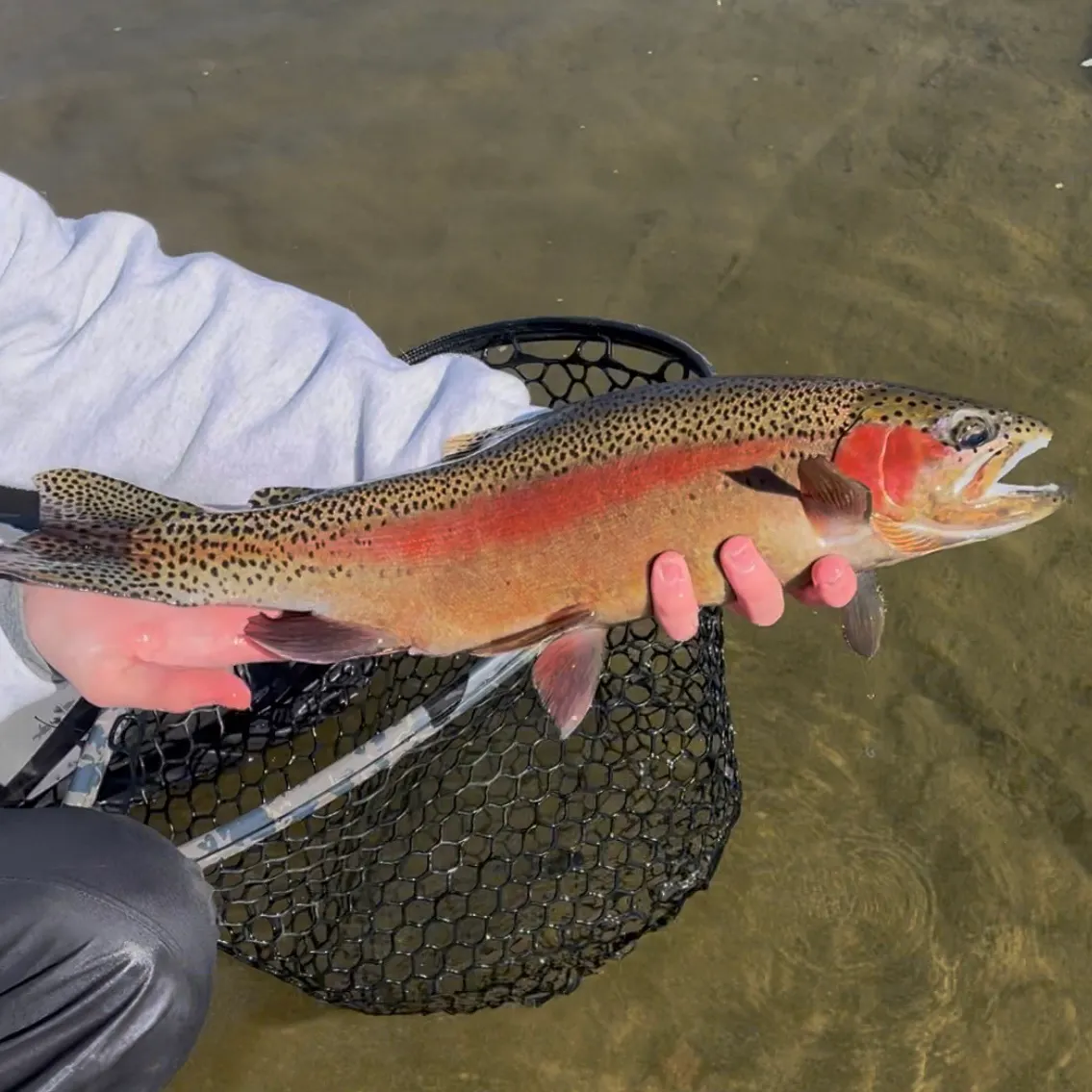 The most recent Cutbow catches on Fishbrain
