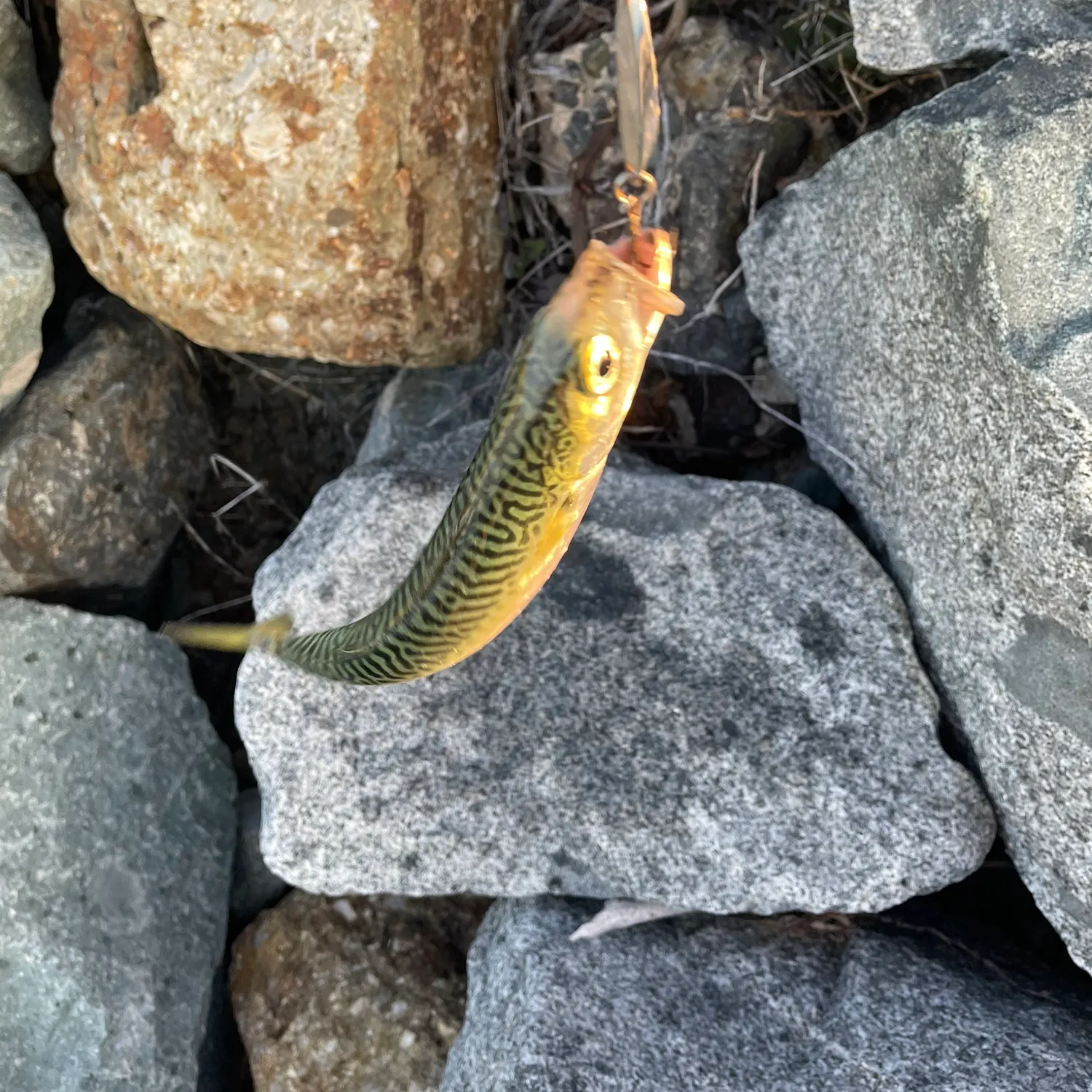 The most recent Pacific chub mackerel catches on Fishbrain