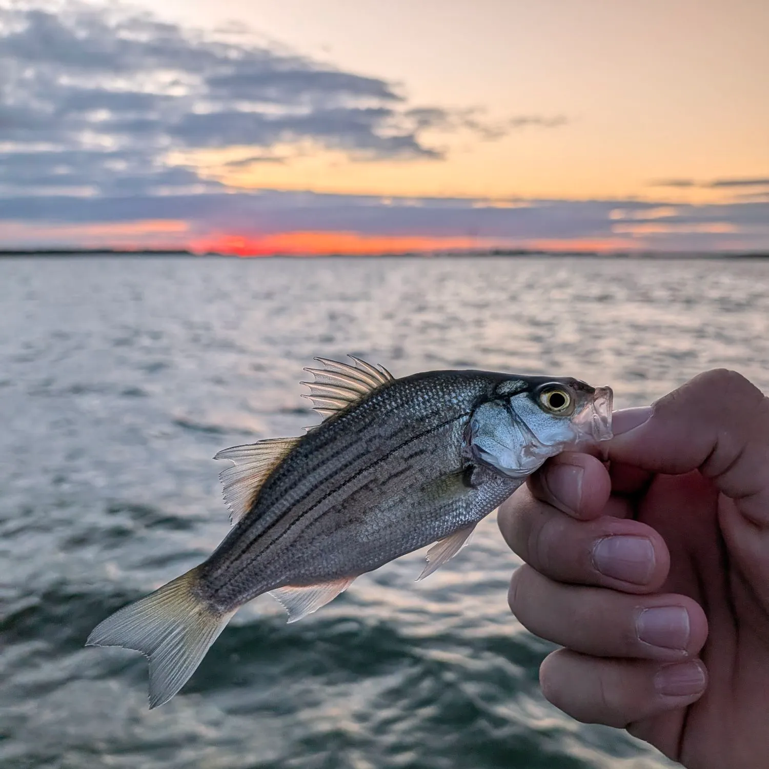 White bass caught on Fishbrain