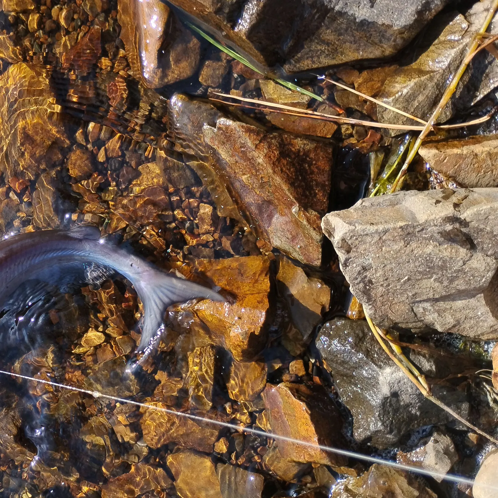 Channel catfish caught on Fishbrain