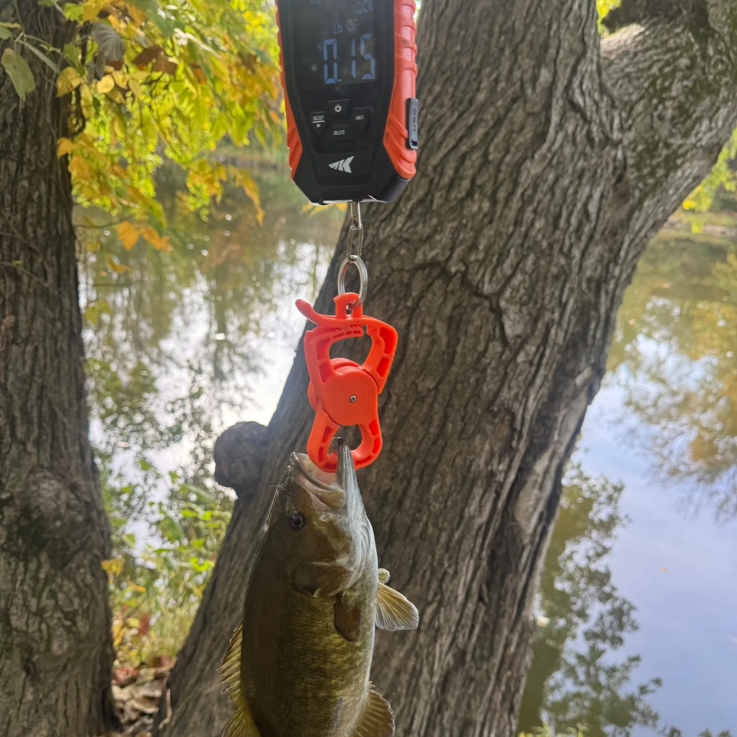 Smallmouth bass caught on Fishbrain