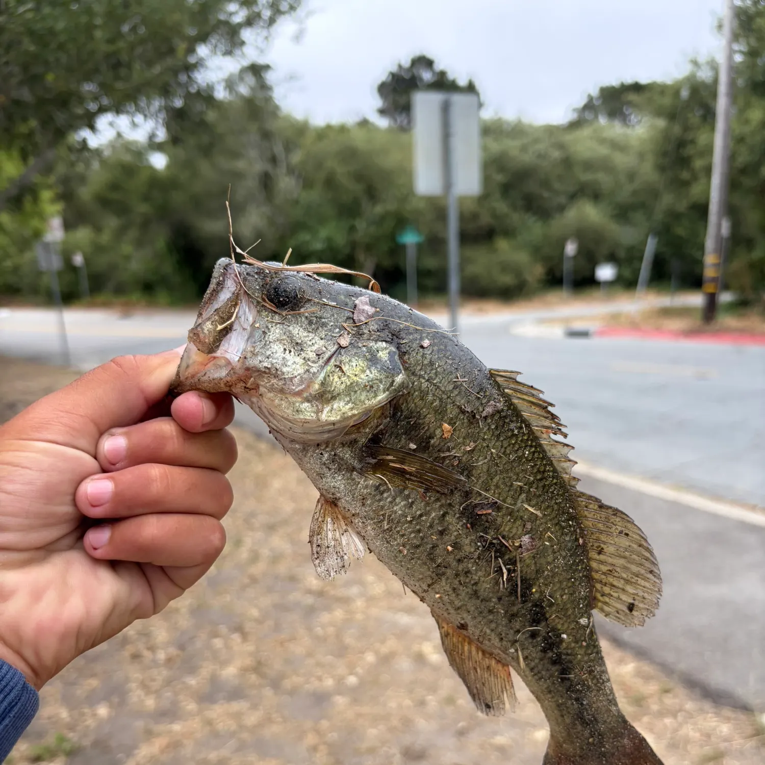 catch