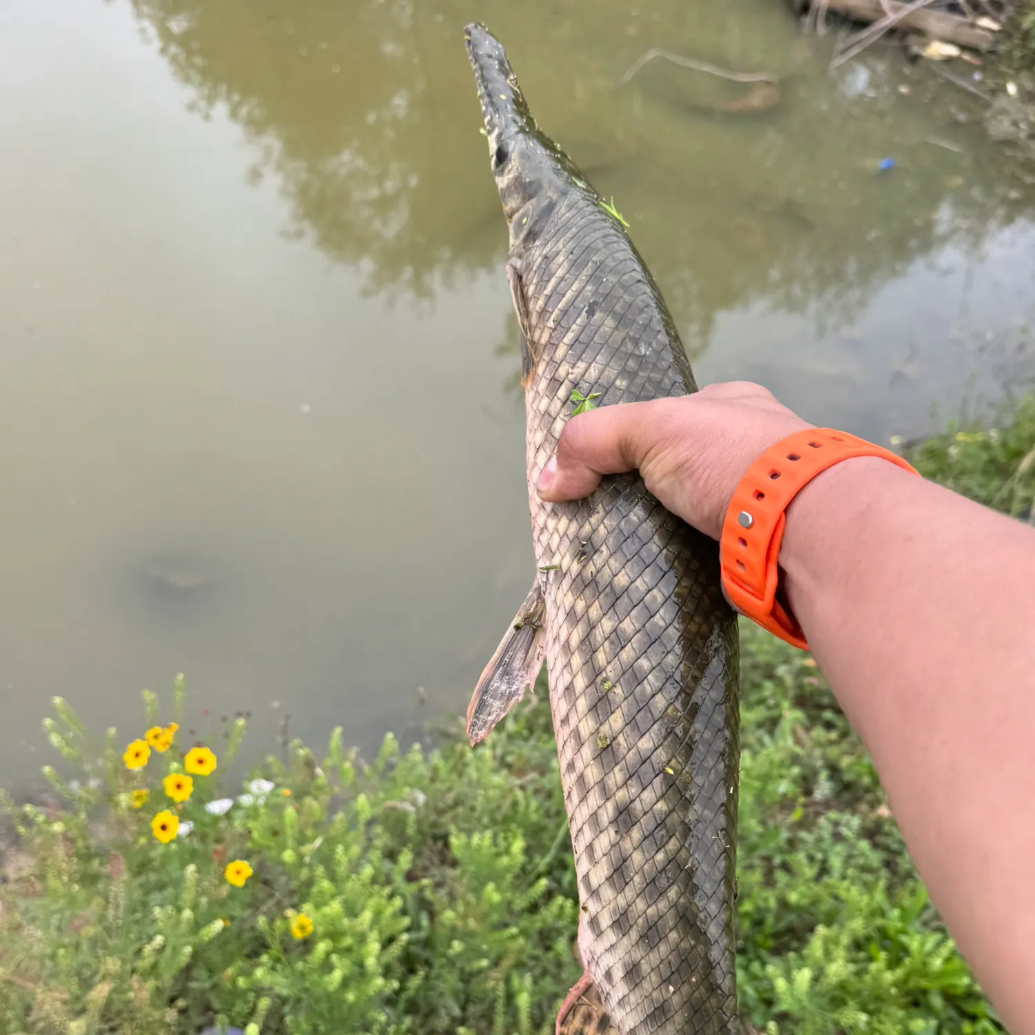 recently logged catches