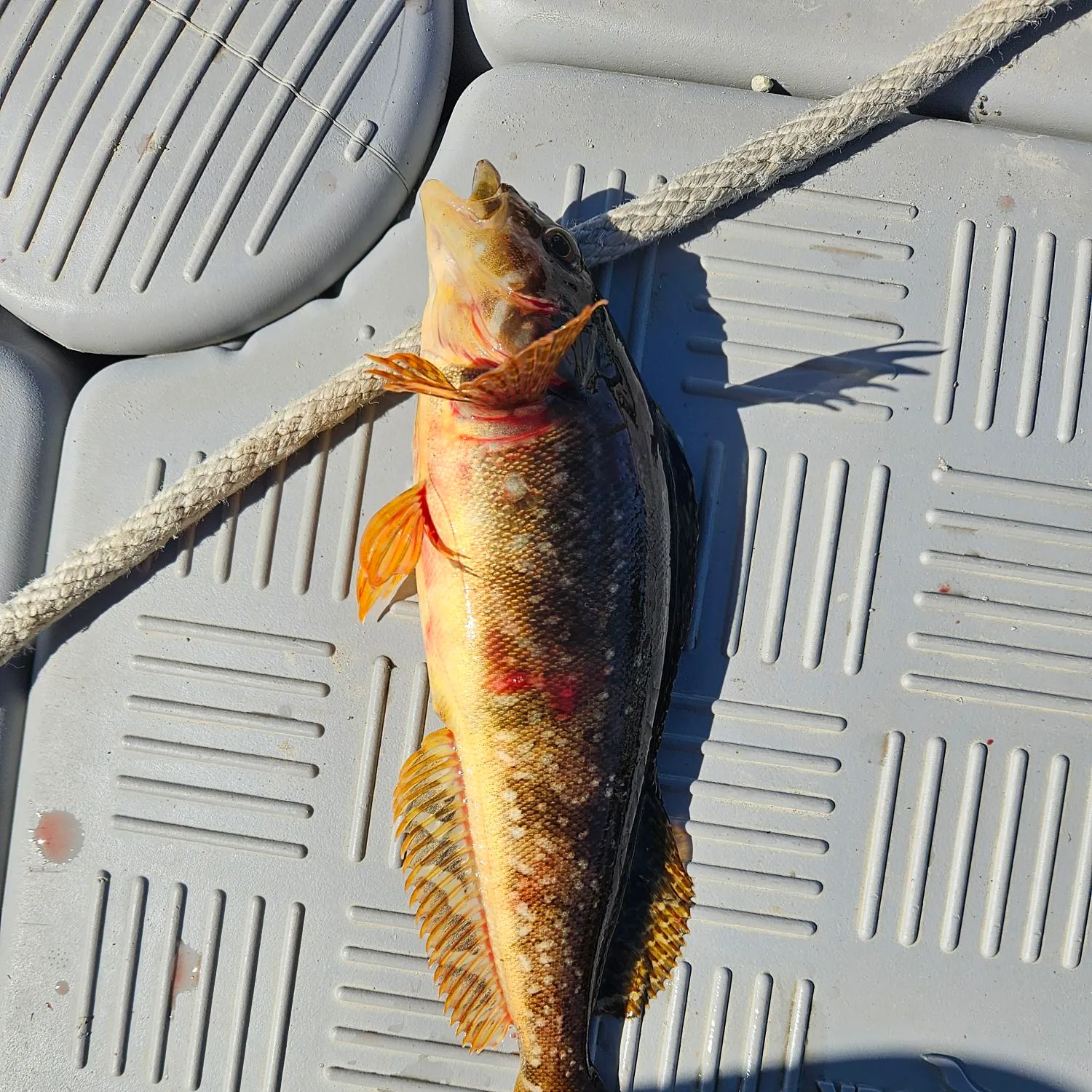 The most recent Kelp greenling catches on Fishbrain