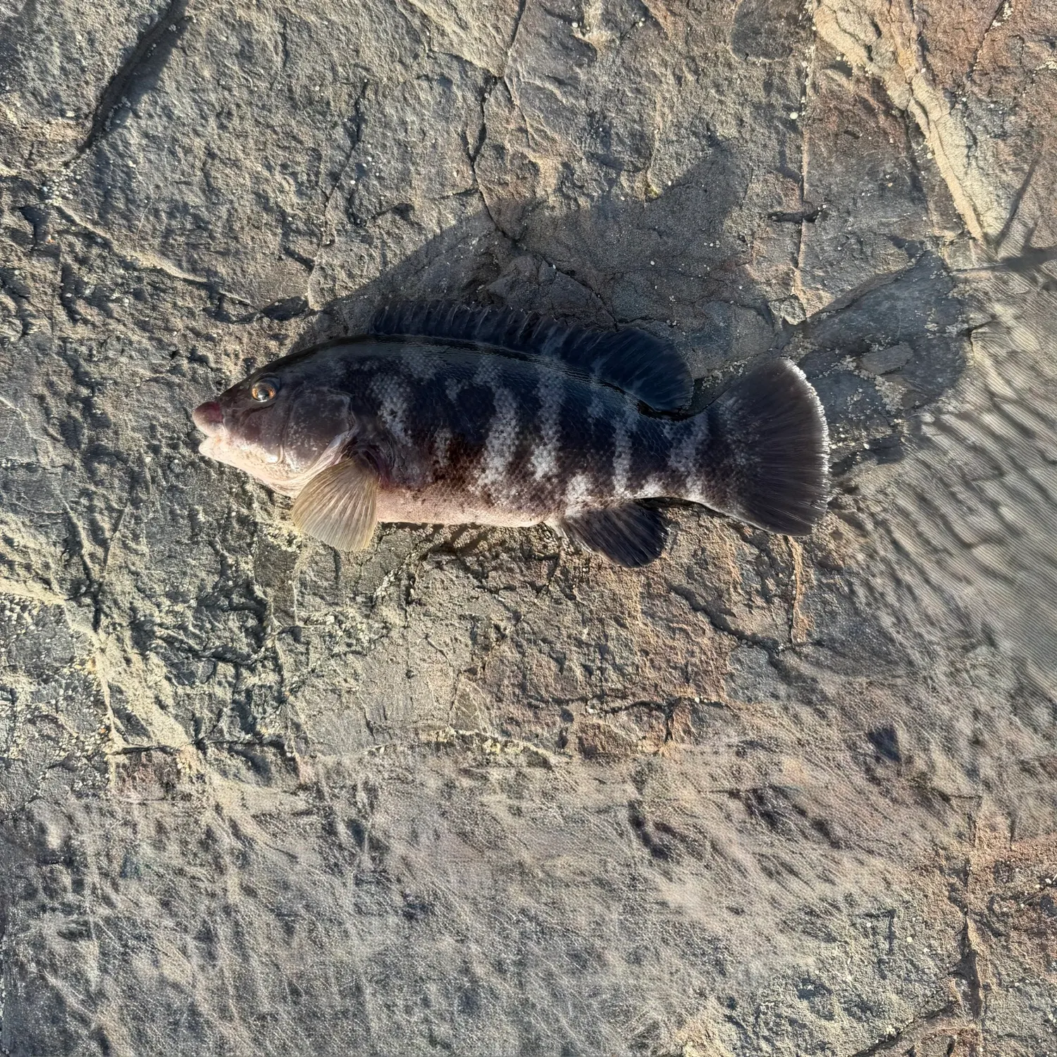 Tautog caught on Fishbrain