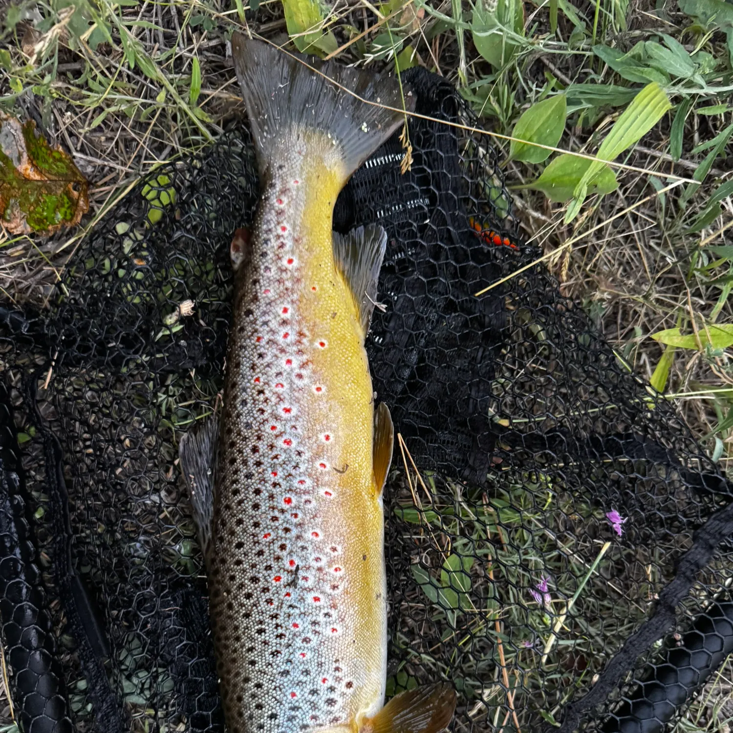 Brown trout caught on Fishbrain
