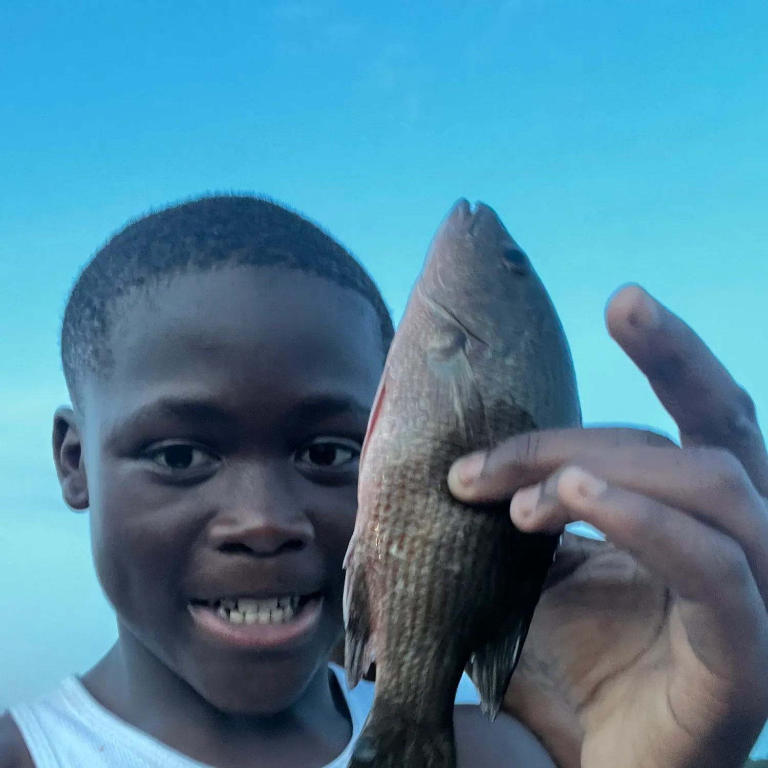 Mangrove snapper caught on Fishbrain