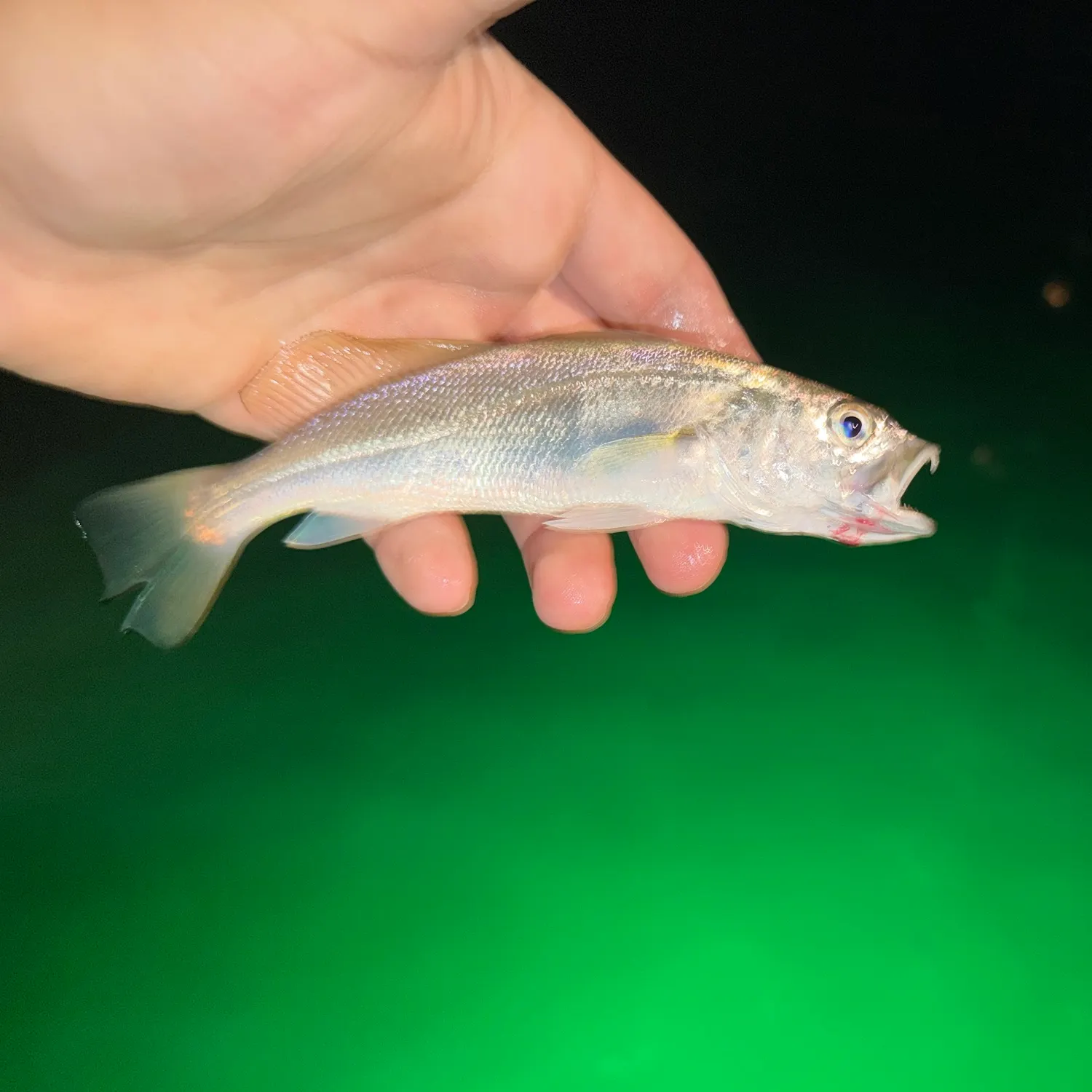 Sand seatrout caught on Fishbrain