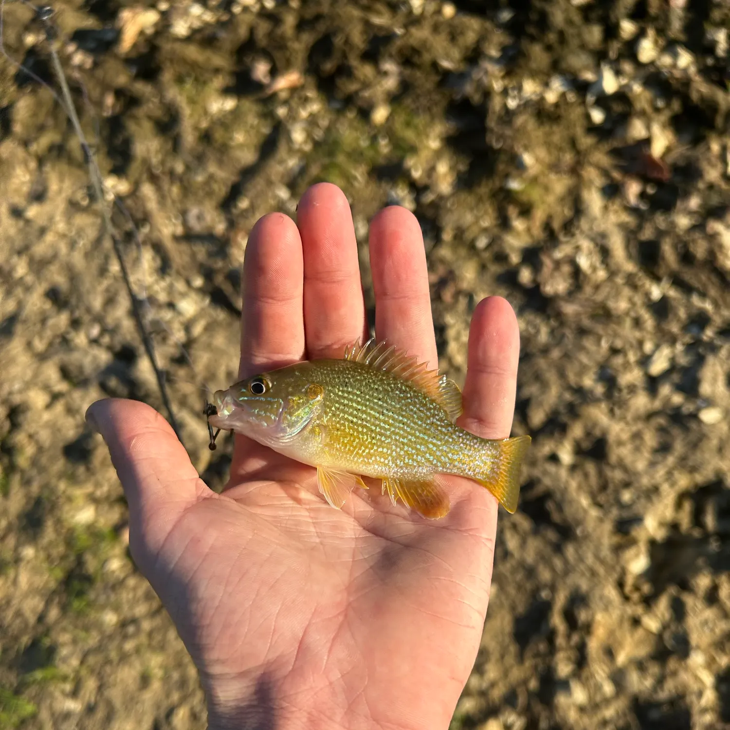 Green sunfish caught on Fishbrain
