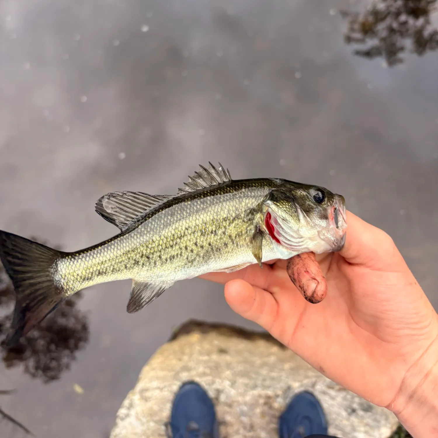 Largemouth bass caught on Fishbrain