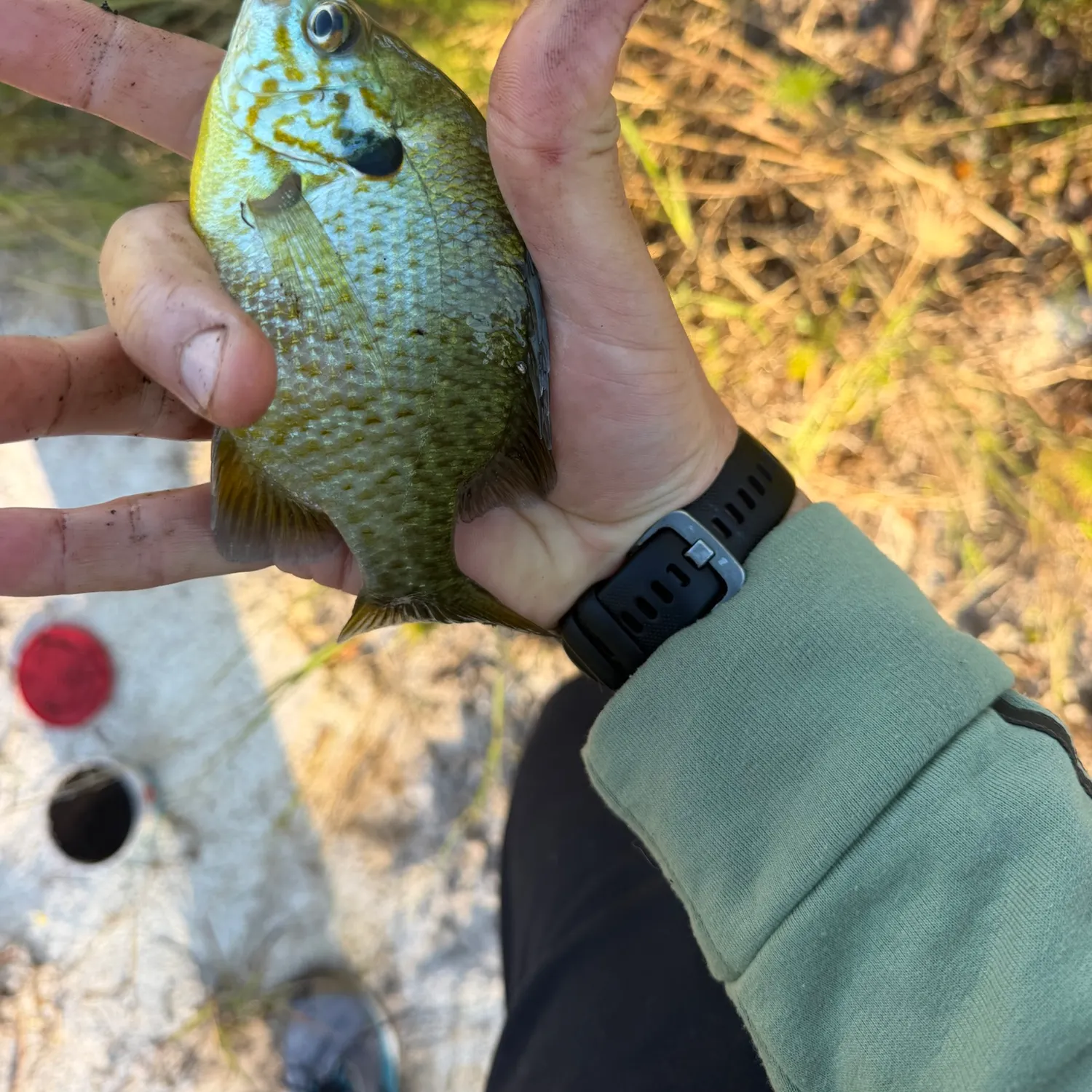 Bluegill caught on Fishbrain