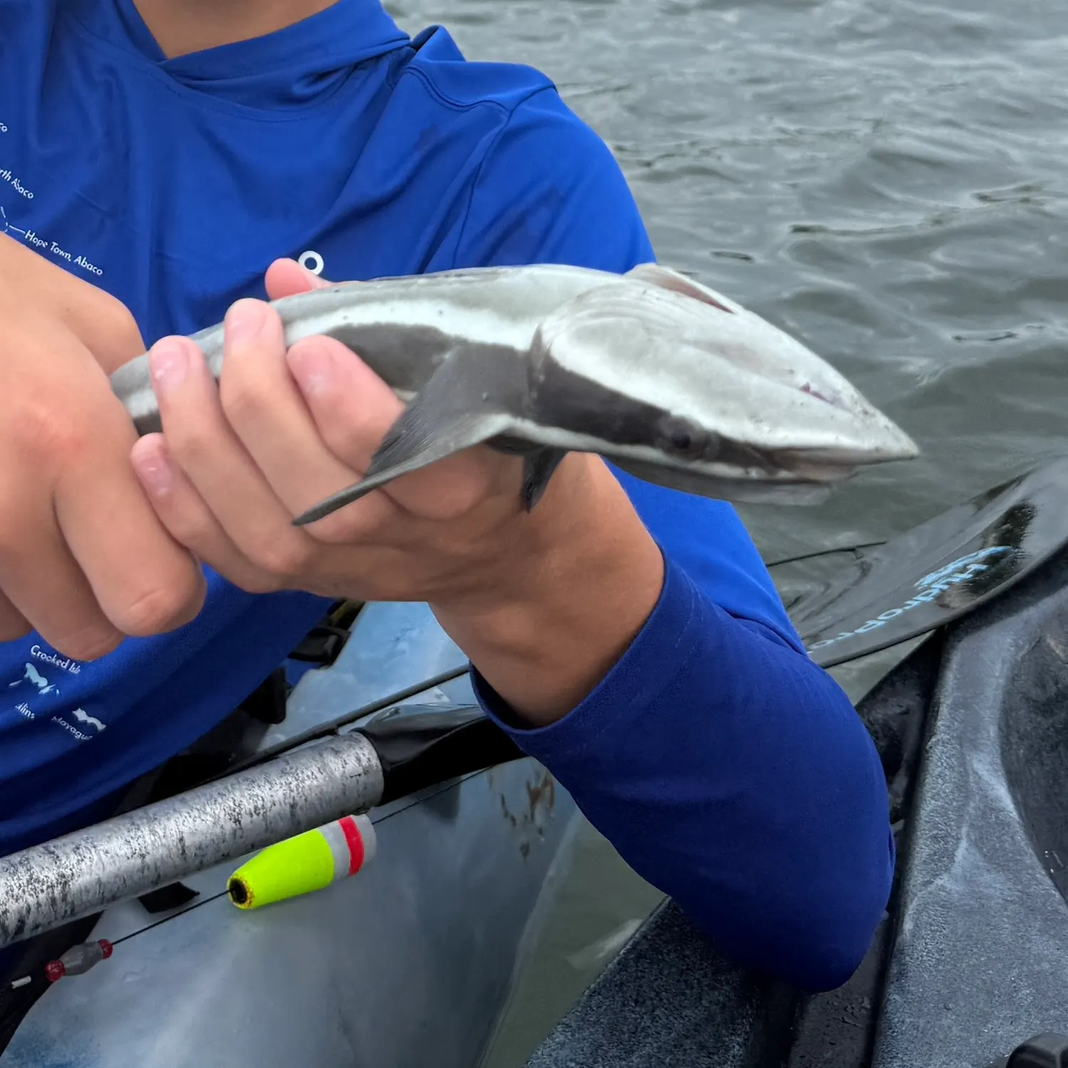 Common remora caught on Fishbrain