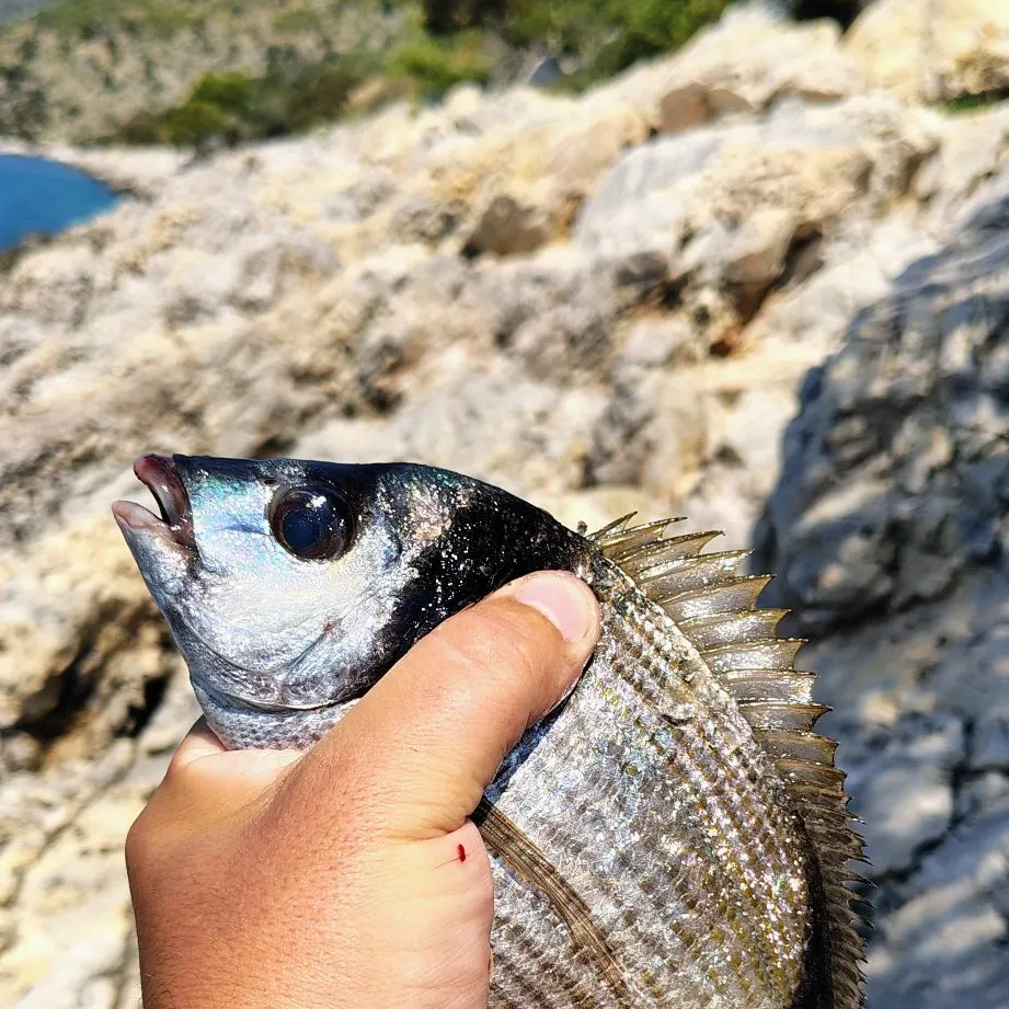 The most recent Common two-banded seabream catches on Fishbrain