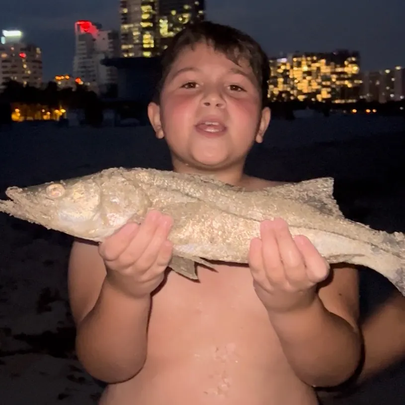 The most recent Common snook catches on Fishbrain