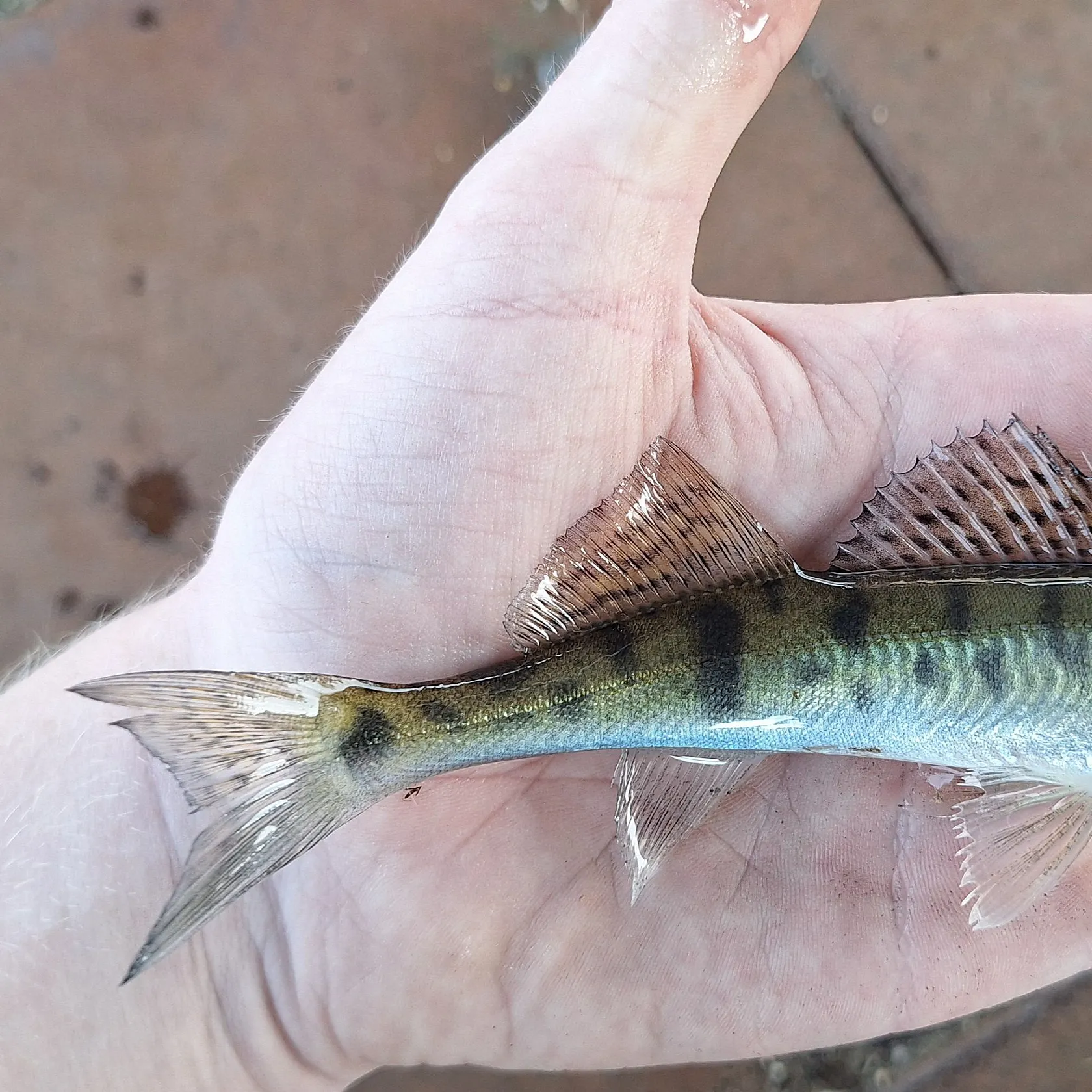Zander caught on Fishbrain