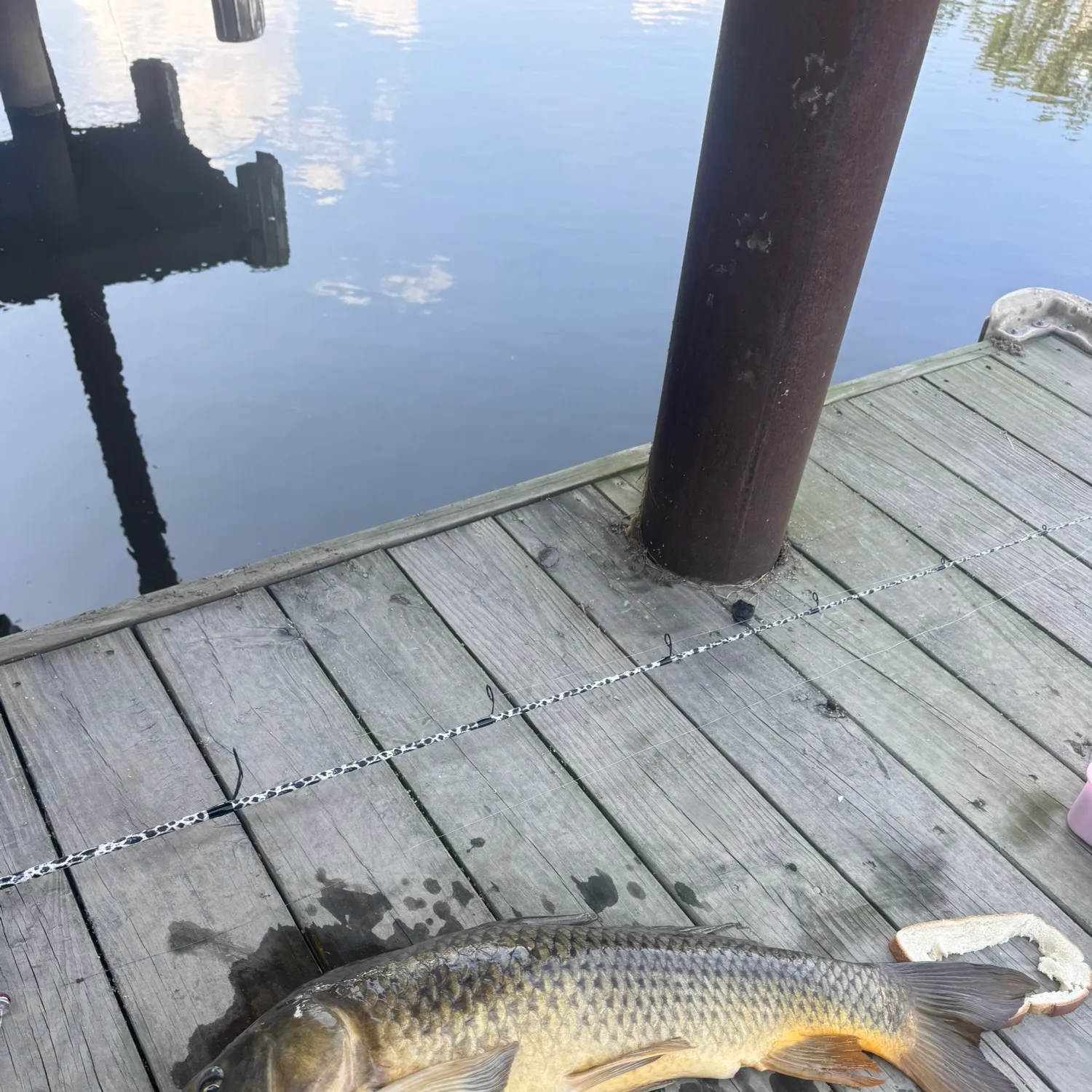 Common carp caught on Fishbrain