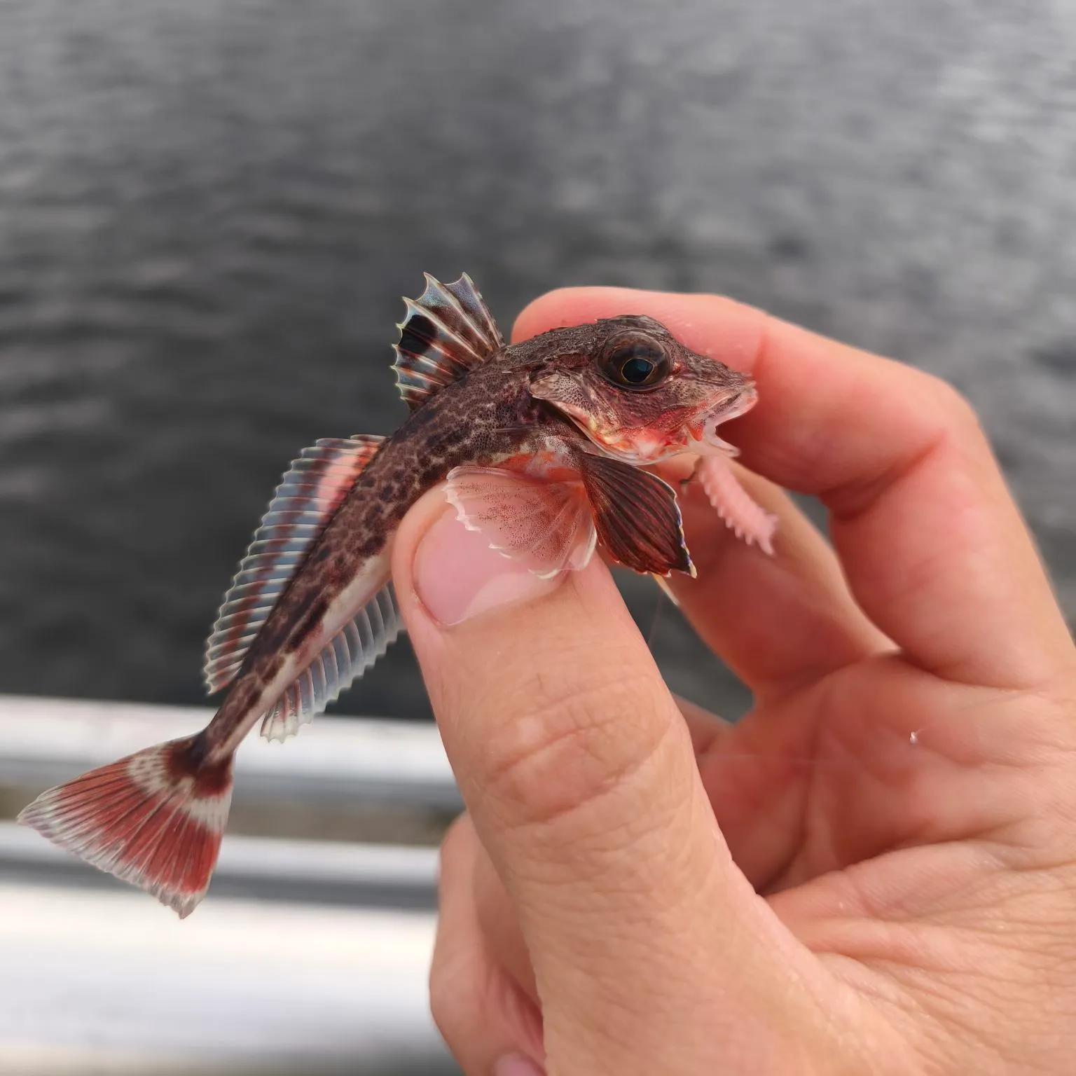 The most recent Grey gurnard catches on Fishbrain