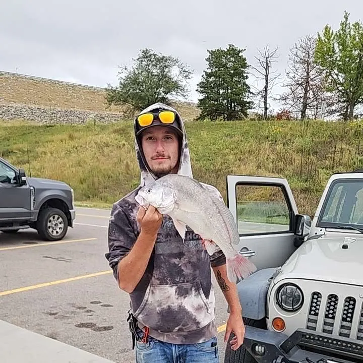 Freshwater drum caught on Fishbrain